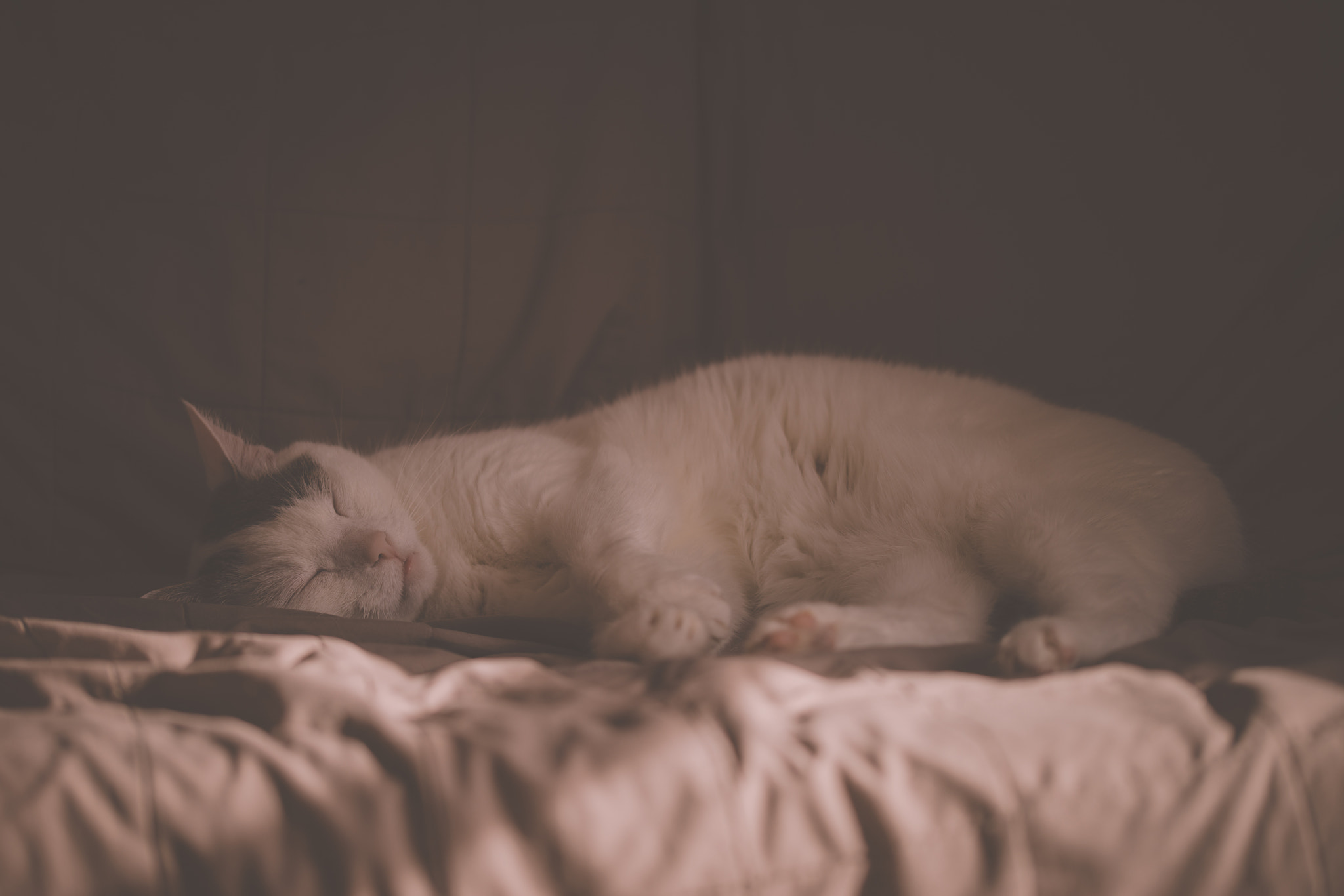 Sony a99 II + 105mm F2.8 sample photo. Sleeping beauty photography