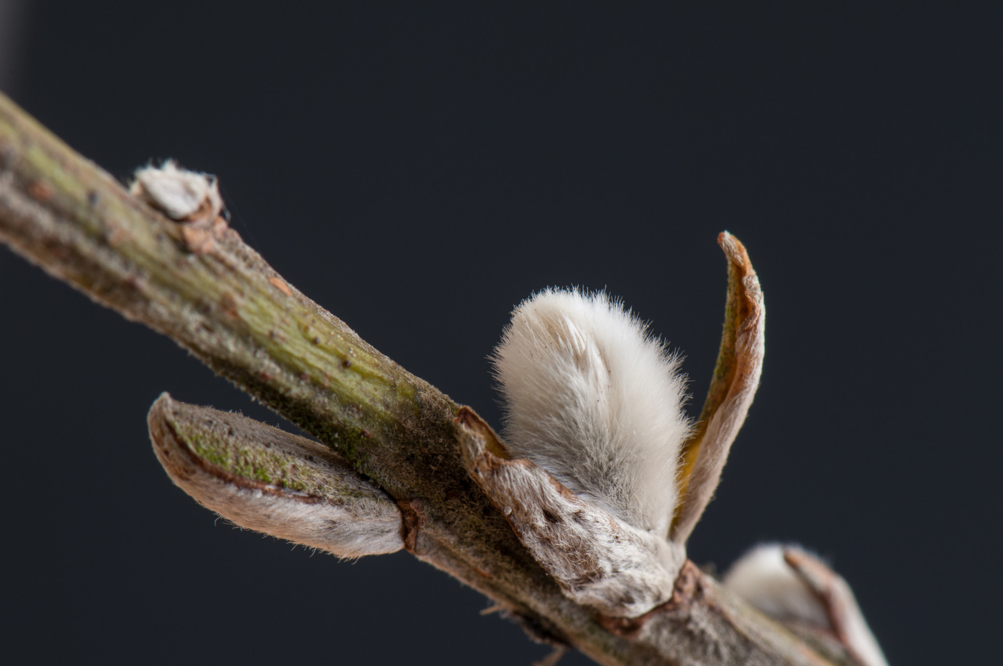 Nikon AF-S Micro-Nikkor 105mm F2.8G IF-ED VR sample photo. Fluffy pussy willow photography