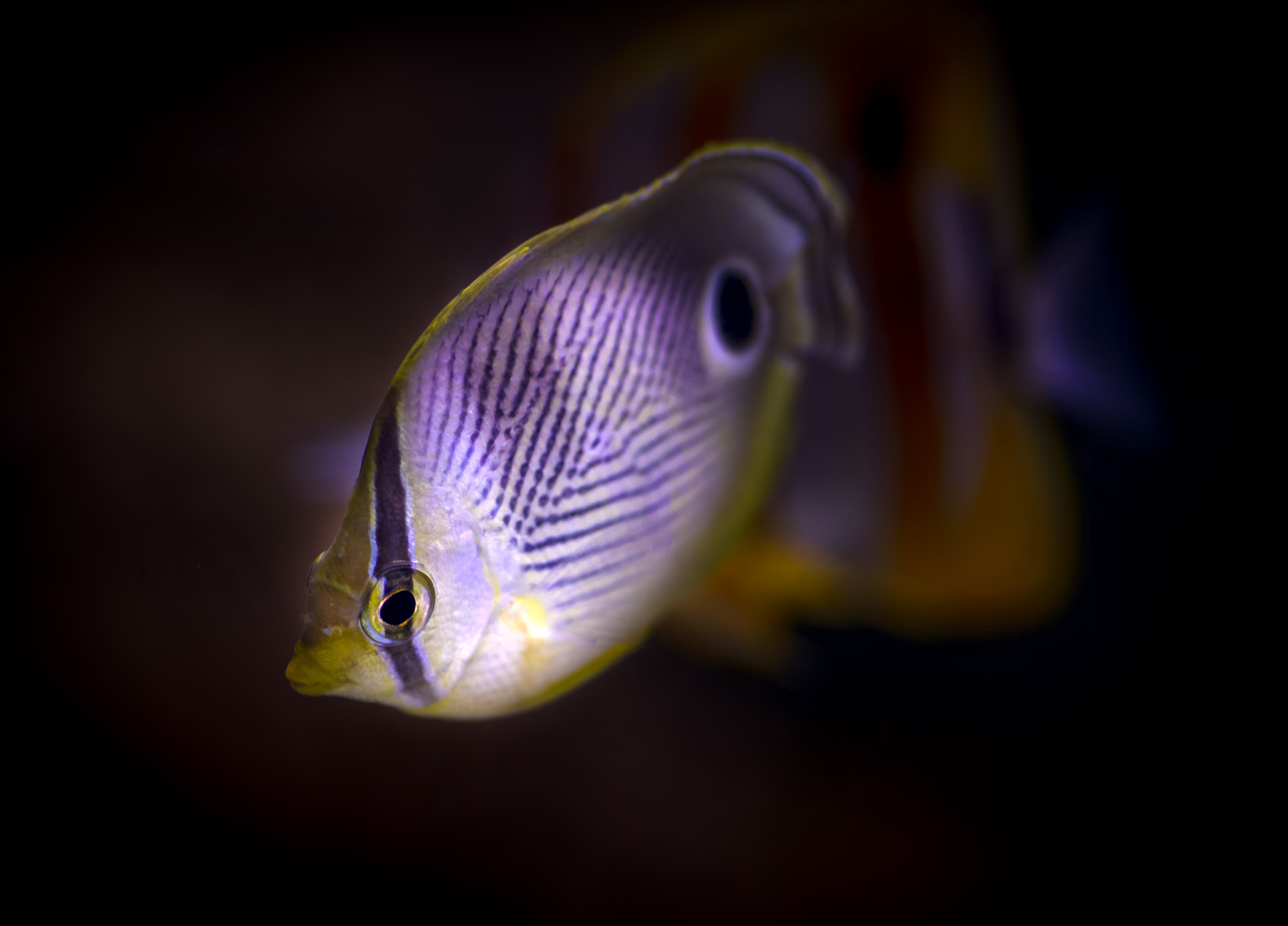 Canon EOS 5DS + Sigma 105mm F2.8 EX DG Macro sample photo. Dot and stripes photography
