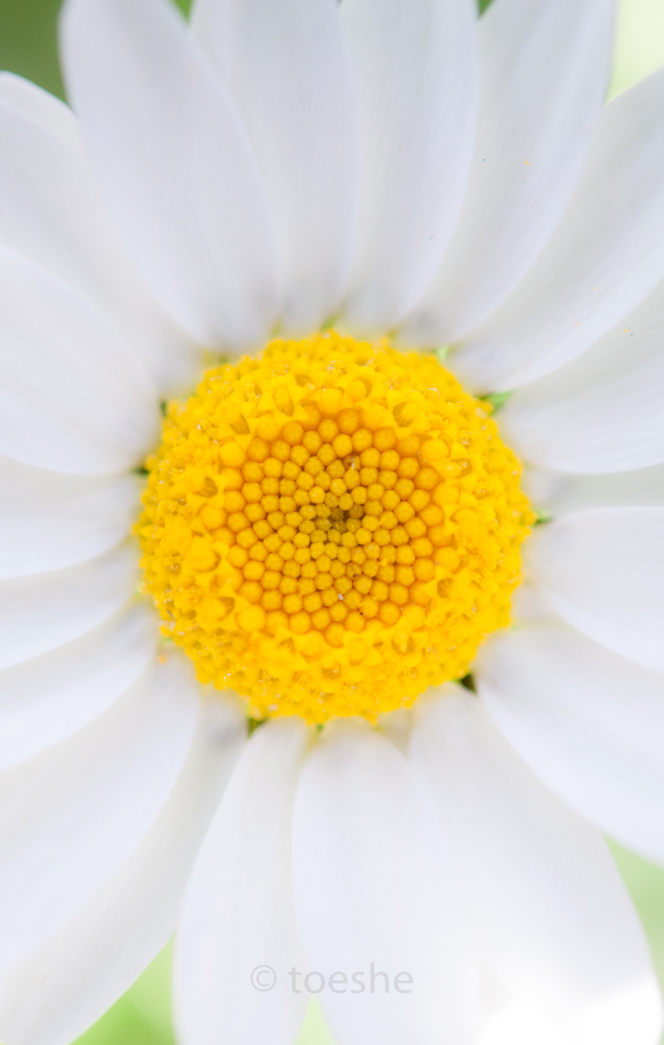 Nikon AF-S Micro-Nikkor 60mm F2.8G ED sample photo. Daisy photography