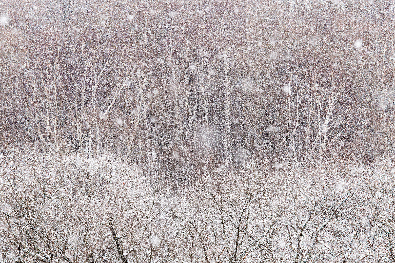Canon EF 70-200mm F4L IS USM sample photo. A fairy tale photography