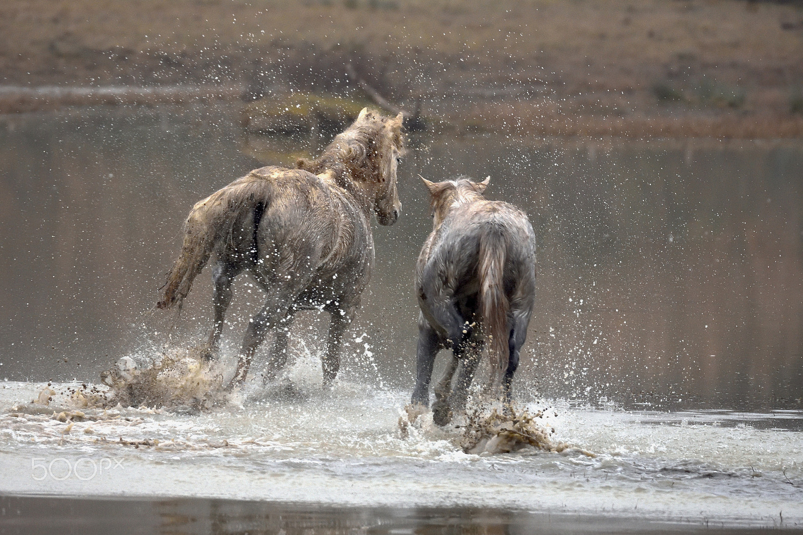 Sigma 150-600mm F5-6.3 DG OS HSM | S sample photo. Beati loro photography