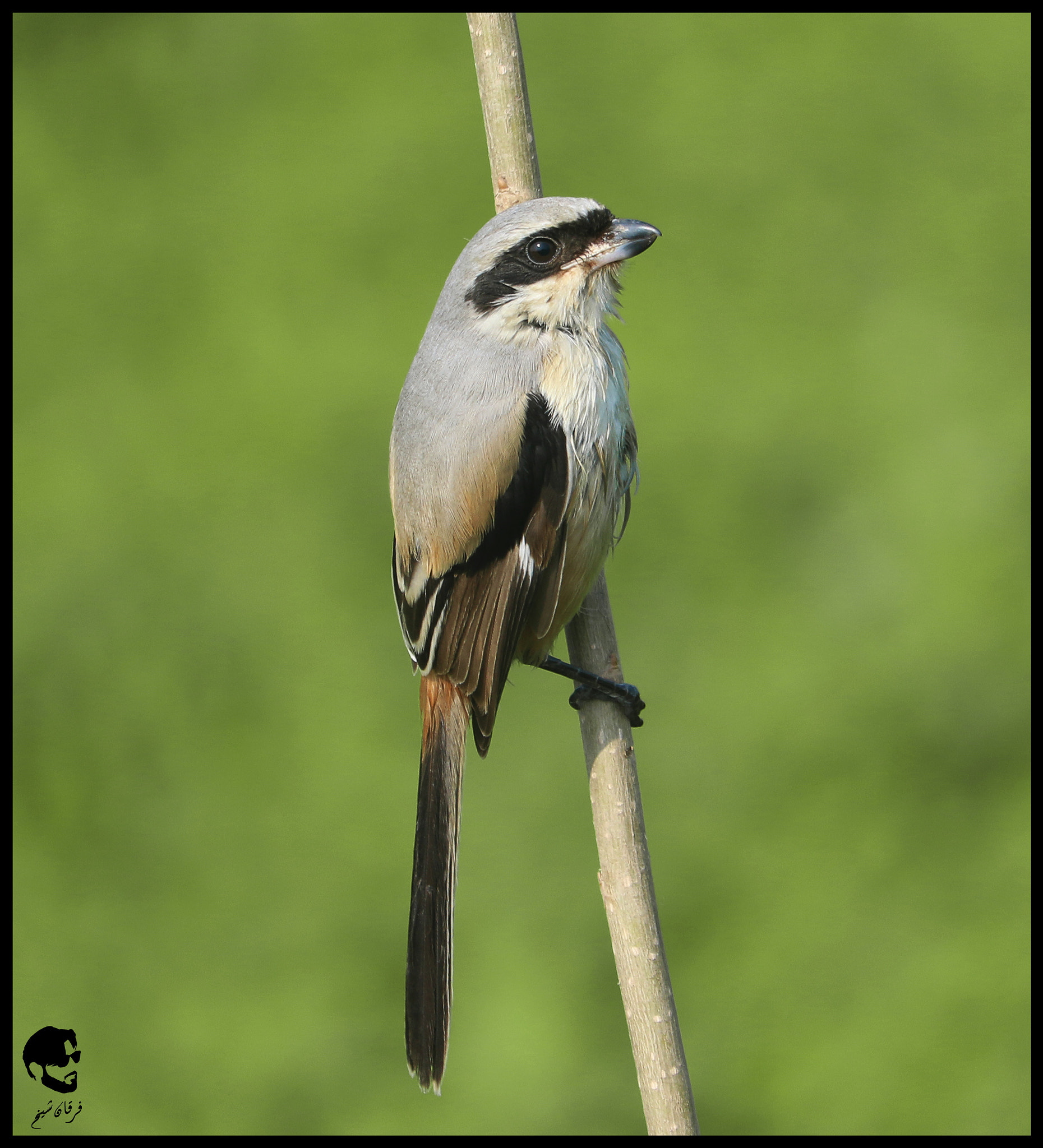 Canon EF-S 55-250mm F4-5.6 IS STM sample photo. Long taild shrike photography