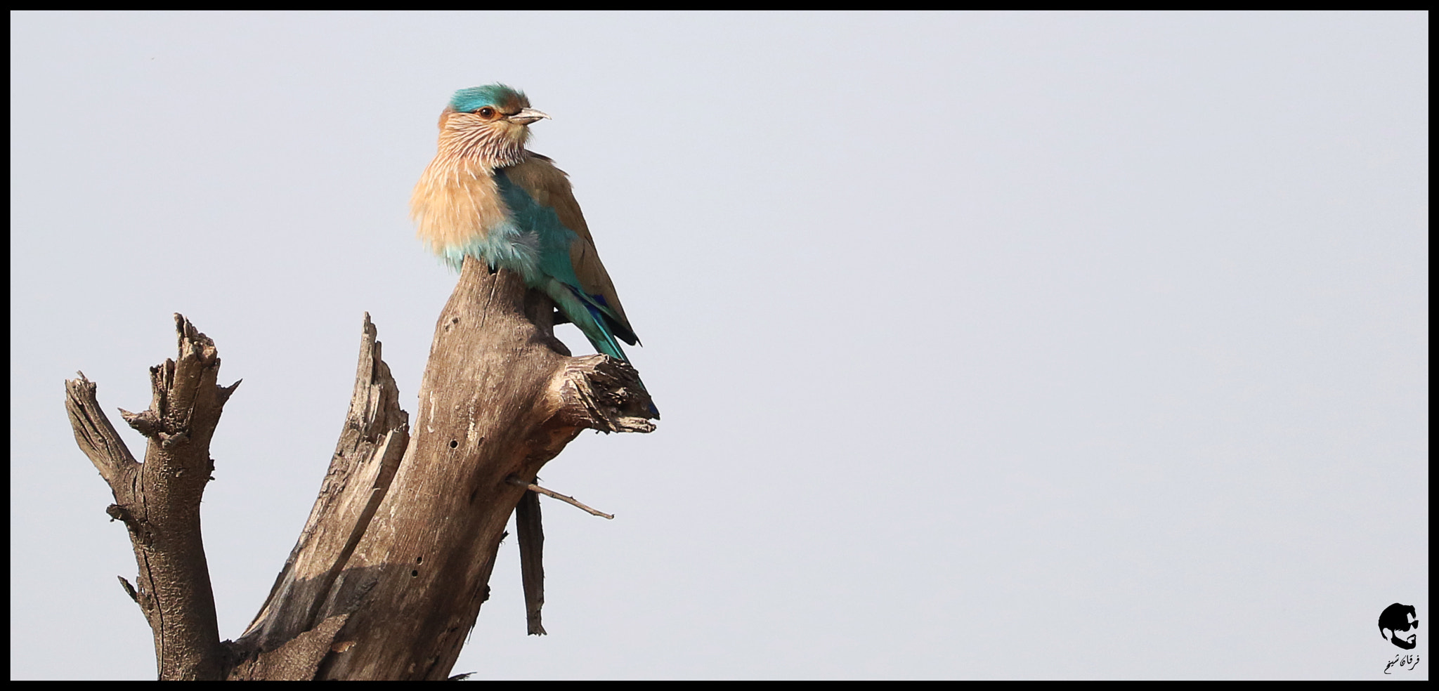 Canon EF-S 55-250mm F4-5.6 IS STM sample photo. Indian roller photography