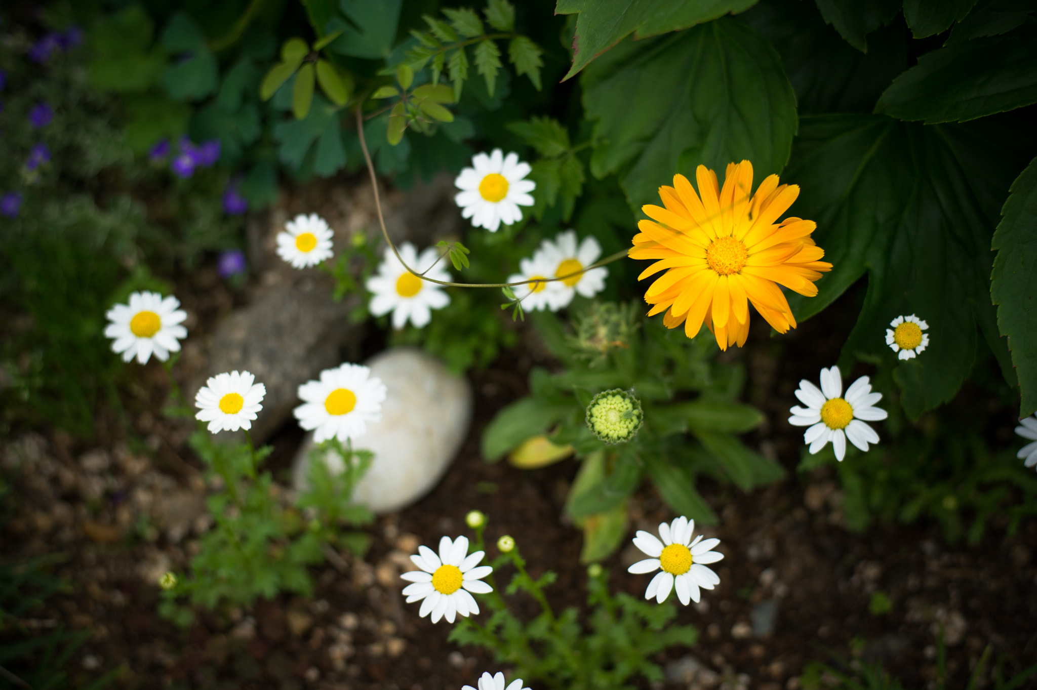 Nikon D3S + Nikon AF-S Nikkor 50mm F1.8G sample photo. Daisy...daisy...daisy! photography