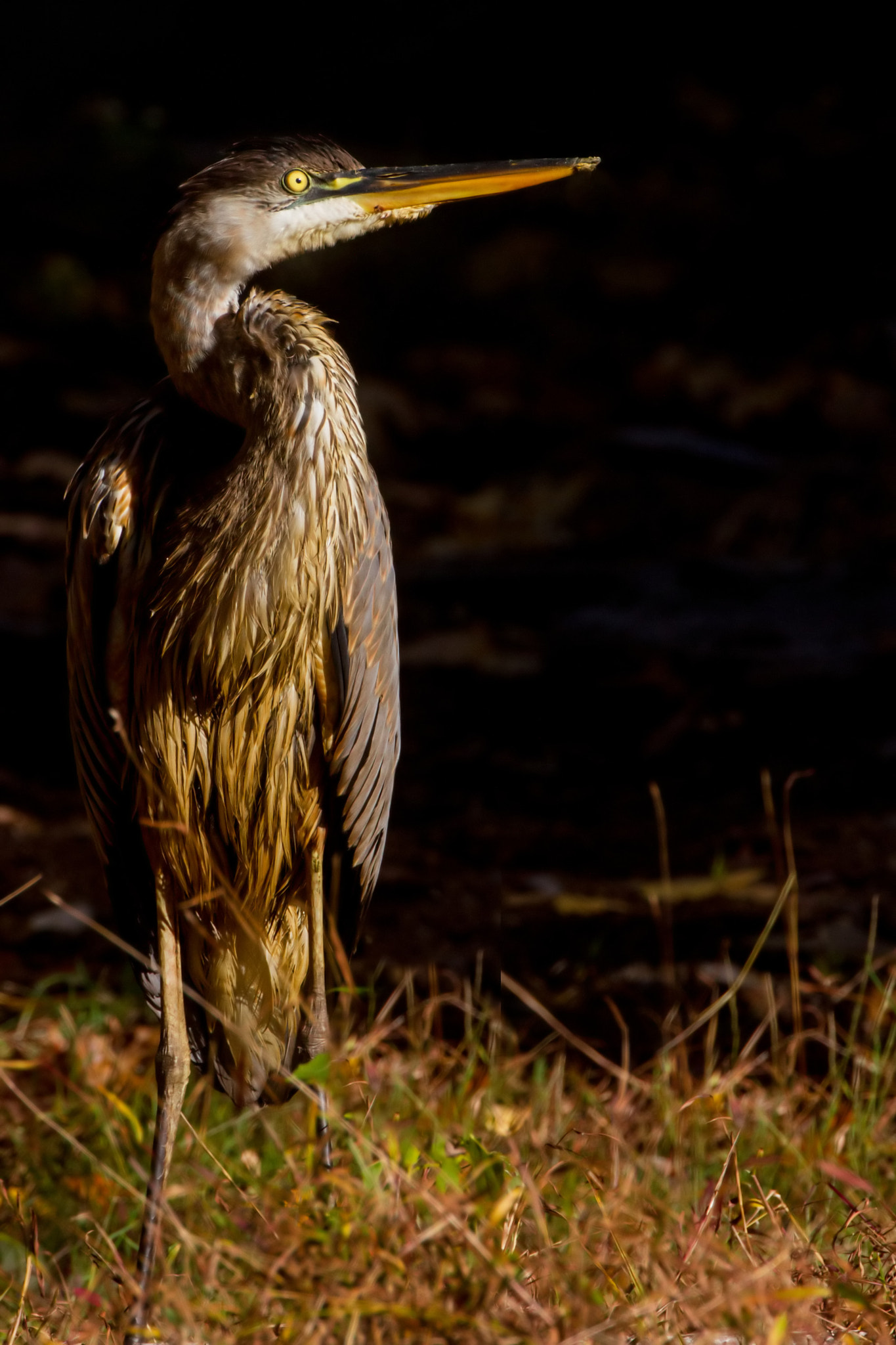 Canon EF 500mm F4L IS USM sample photo. Erui photography