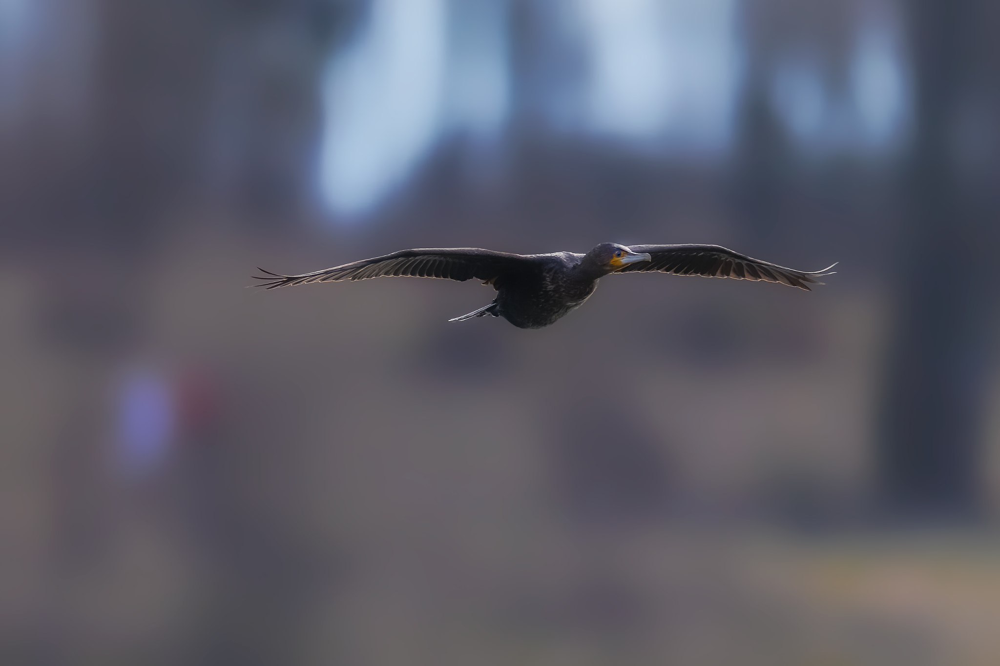 Canon EOS-1D X Mark II + Canon EF 400mm F2.8L IS II USM sample photo. Flying cormoran... photography