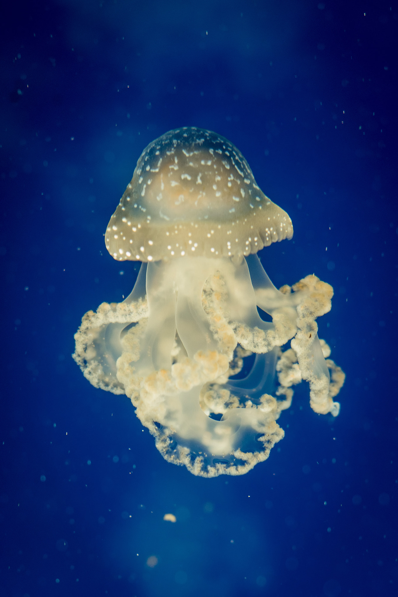 Sony ILCA-77M2 + Sony DT 50mm F1.8 SAM sample photo. Jellyfish photography