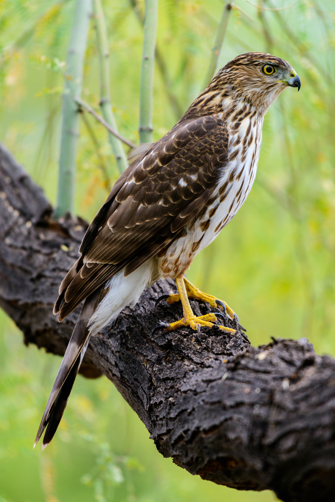 Nikon AF-S Nikkor 200-500mm F5.6E ED VR sample photo. Bird in waiting photography