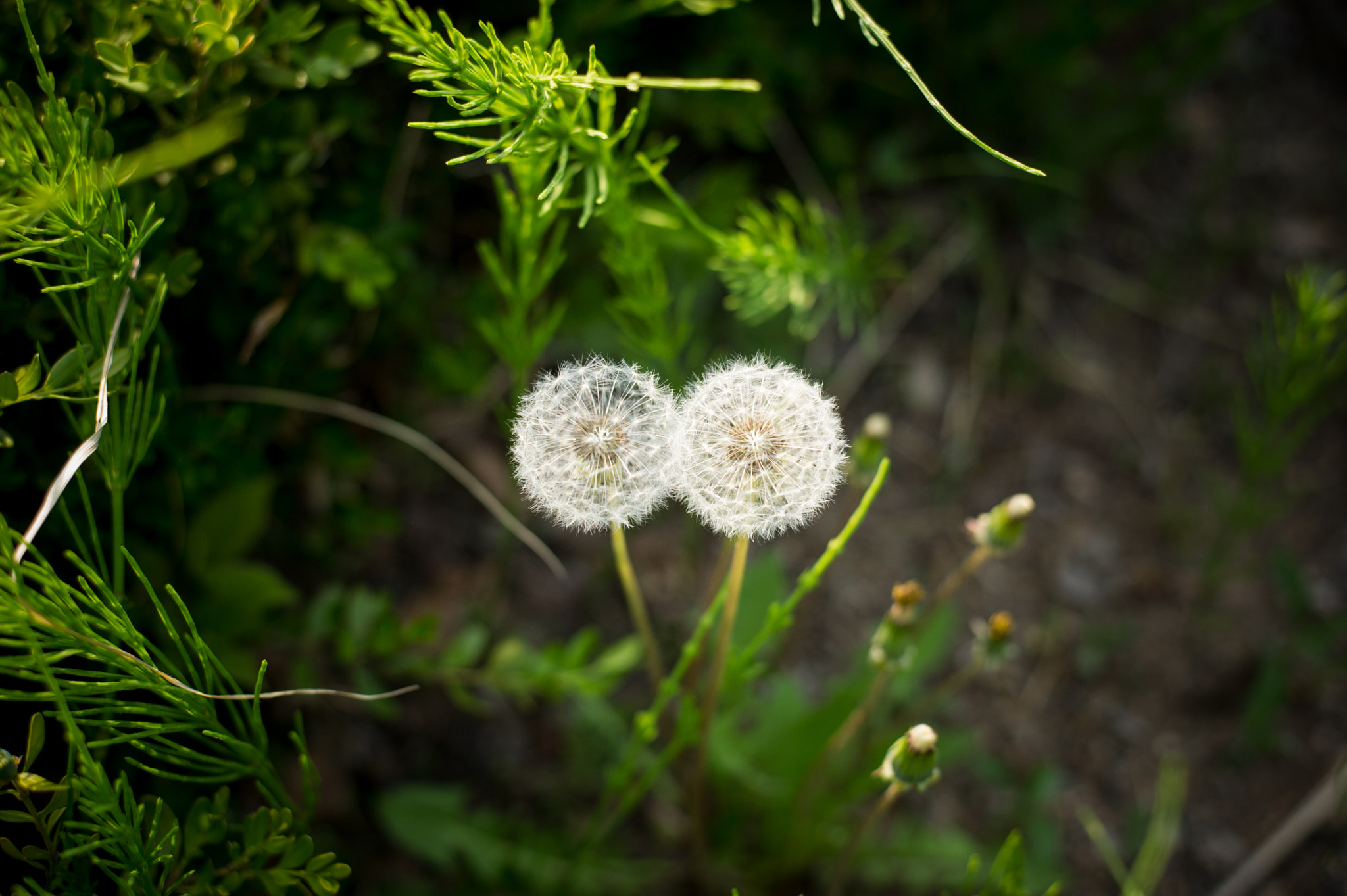 Nikon D3S + Nikon AF-S Nikkor 50mm F1.8G sample photo. Keep puffing! photography