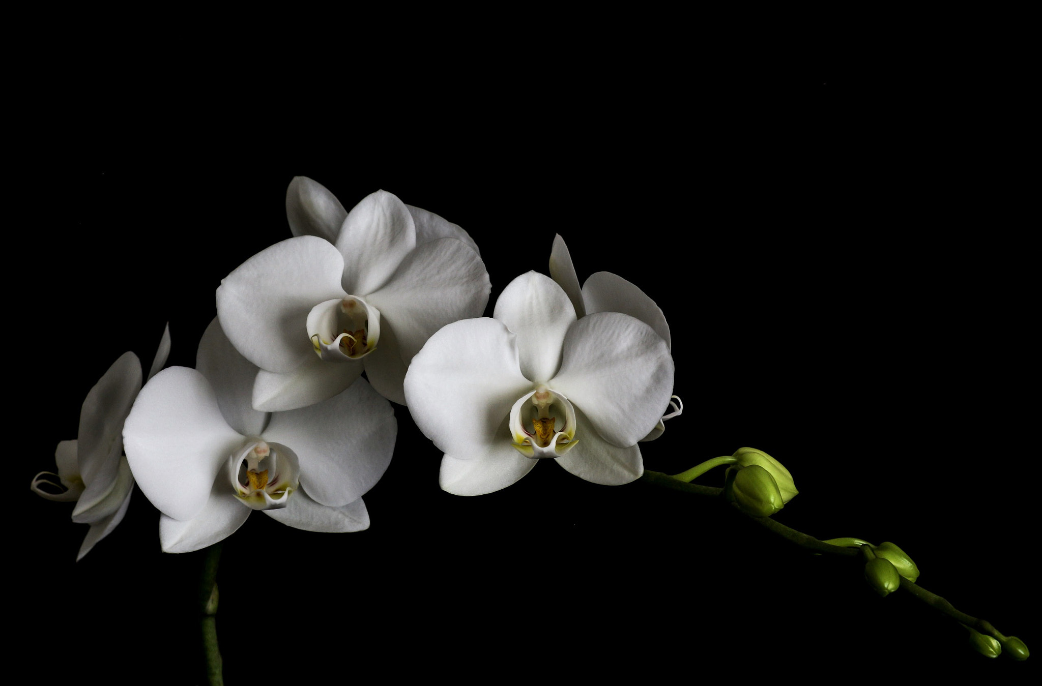Canon EOS 700D (EOS Rebel T5i / EOS Kiss X7i) + Canon EF 85mm F1.8 USM sample photo. Orchids photography