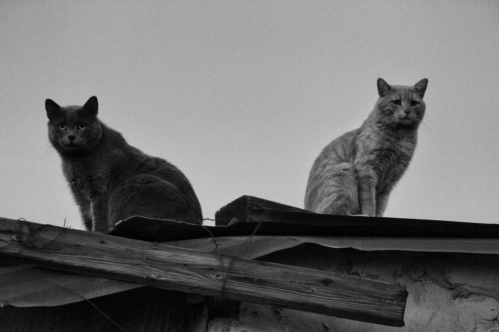Canon EF-S 55-250mm F4-5.6 IS II sample photo. Gatos callejeros photography