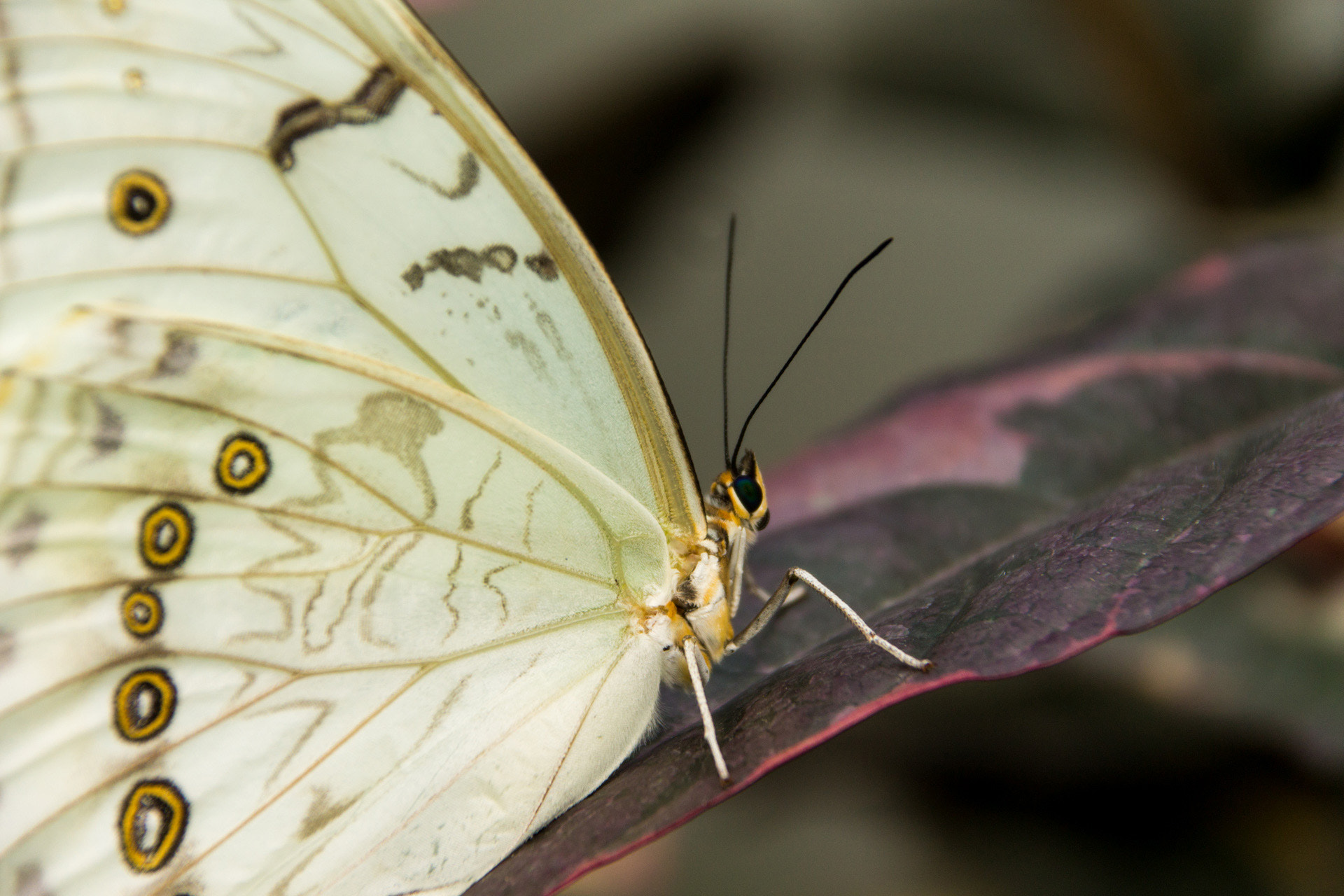 Sigma 18-125mm f/3.5-5.6 DC IF ASP sample photo. White morpho photography