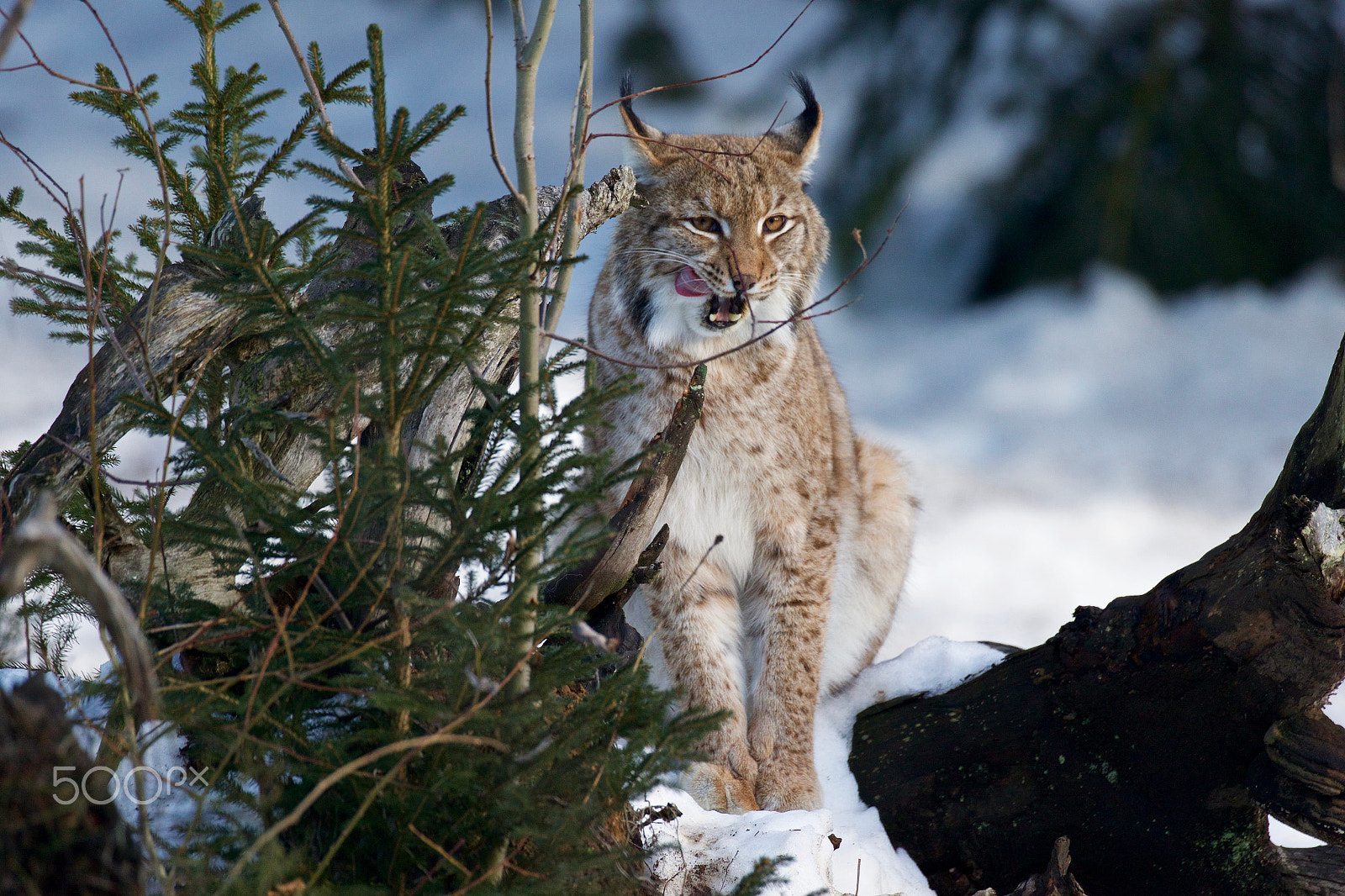 Canon EF 200-400mm F4L IS USM Extender 1.4x sample photo. Rys ostrovid (lynx lynx) photography