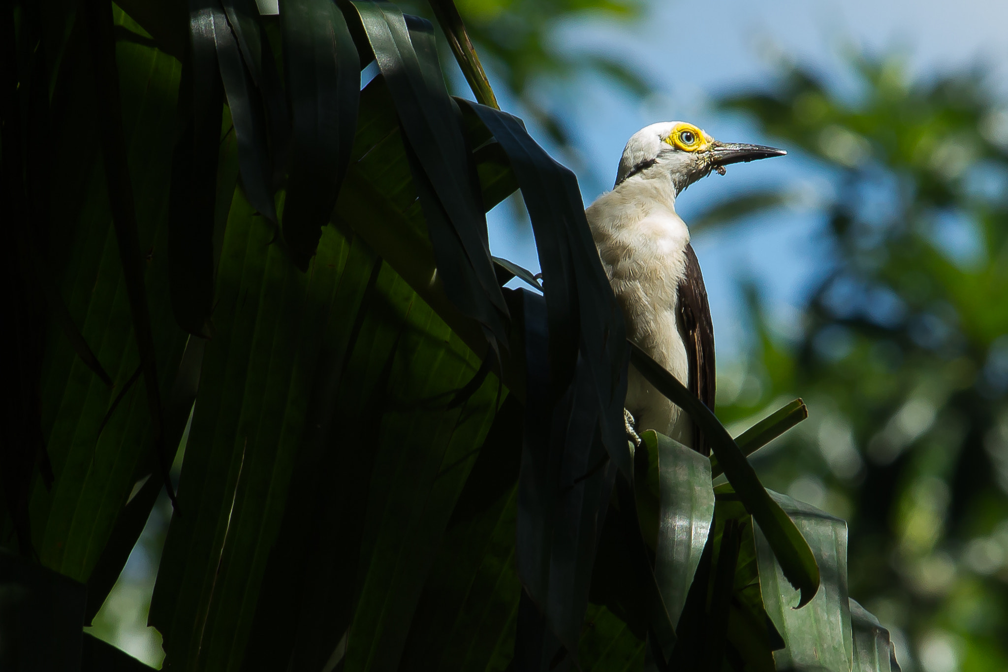 Canon EF-S 55-250mm F4-5.6 IS STM sample photo. Pica-pau-branco photography