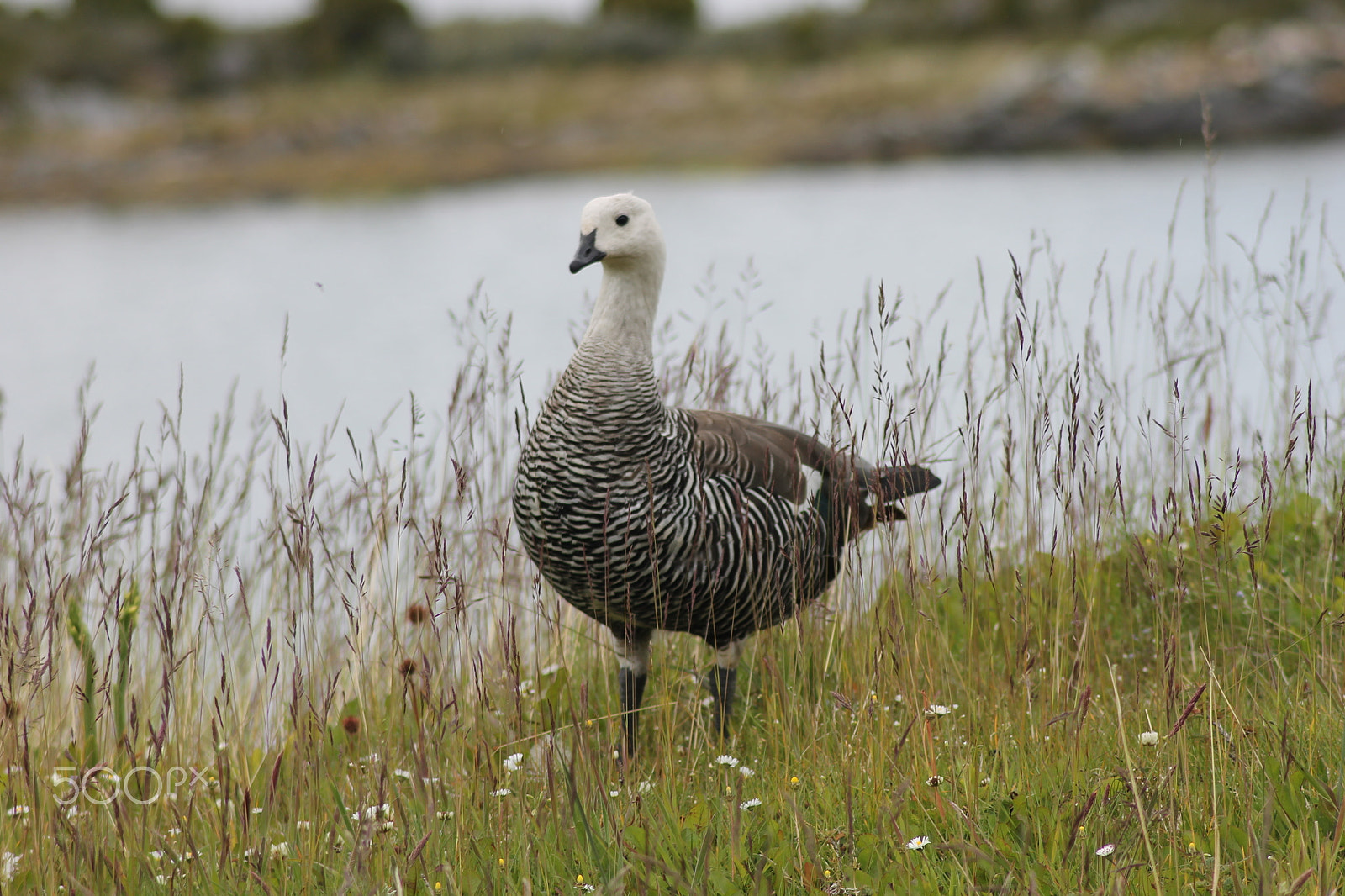 Canon EOS 1100D (EOS Rebel T3 / EOS Kiss X50) sample photo. Upland goose or magellan goose in patagonia photography