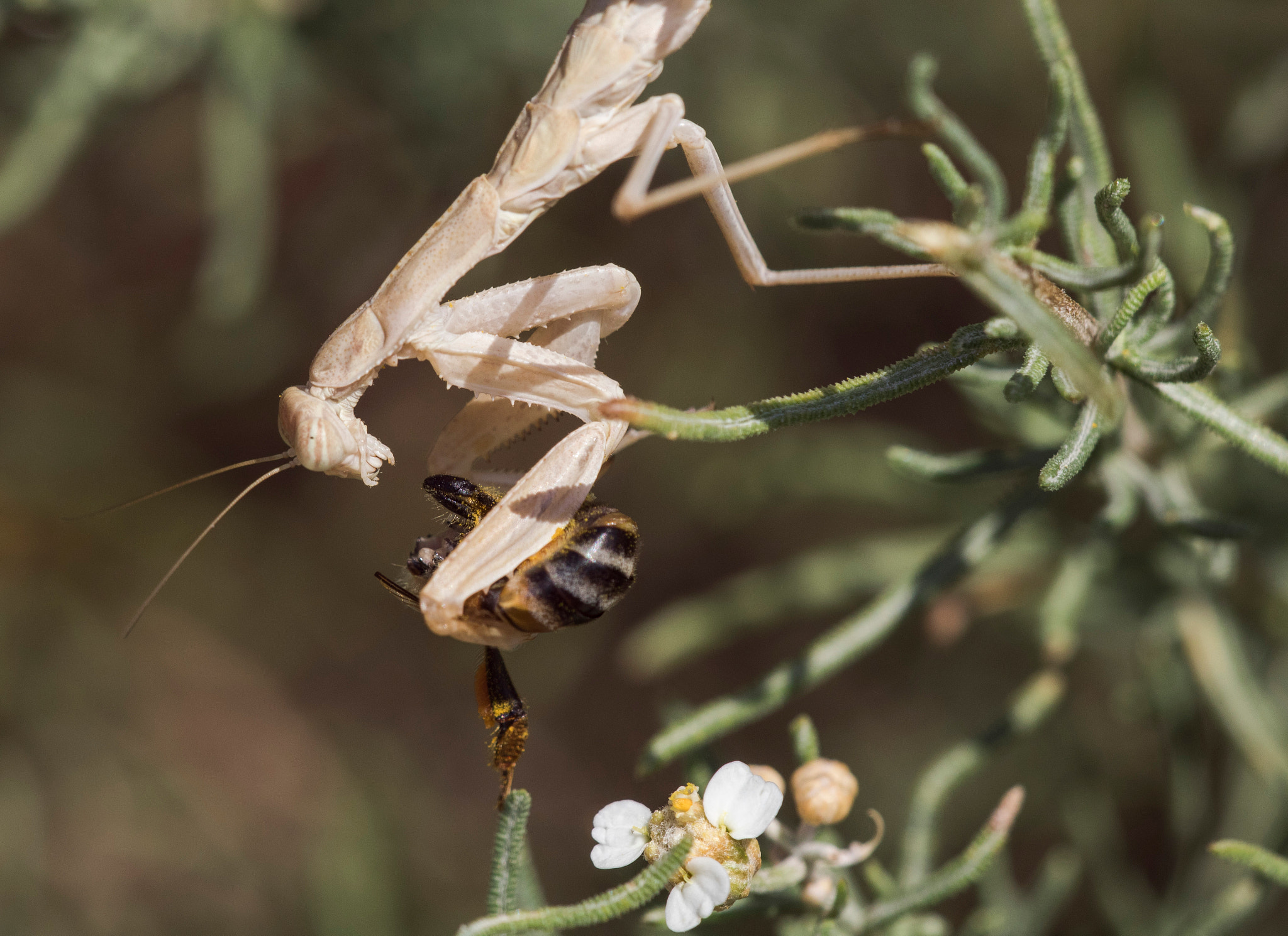 Sigma APO Macro 150mm f/2.8 EX DG HSM sample photo. Predator photography
