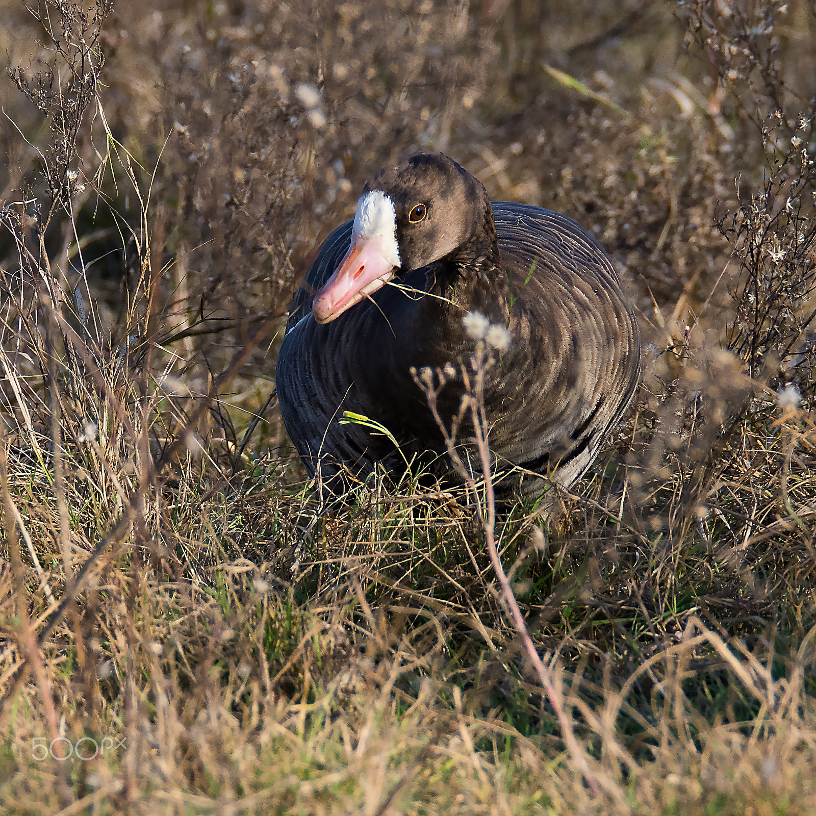 Nikon D7200 + Sigma 150-600mm F5-6.3 DG OS HSM | S sample photo. Oca lombardella photography