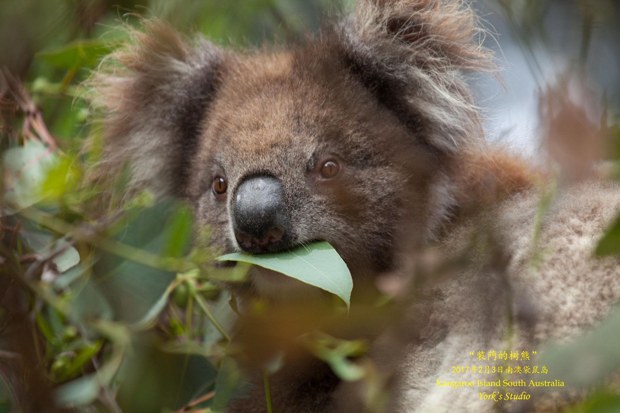 Canon EOS 5D Mark II + Canon EF 70-200mm F2.8L IS II USM sample photo. A cute koala photography