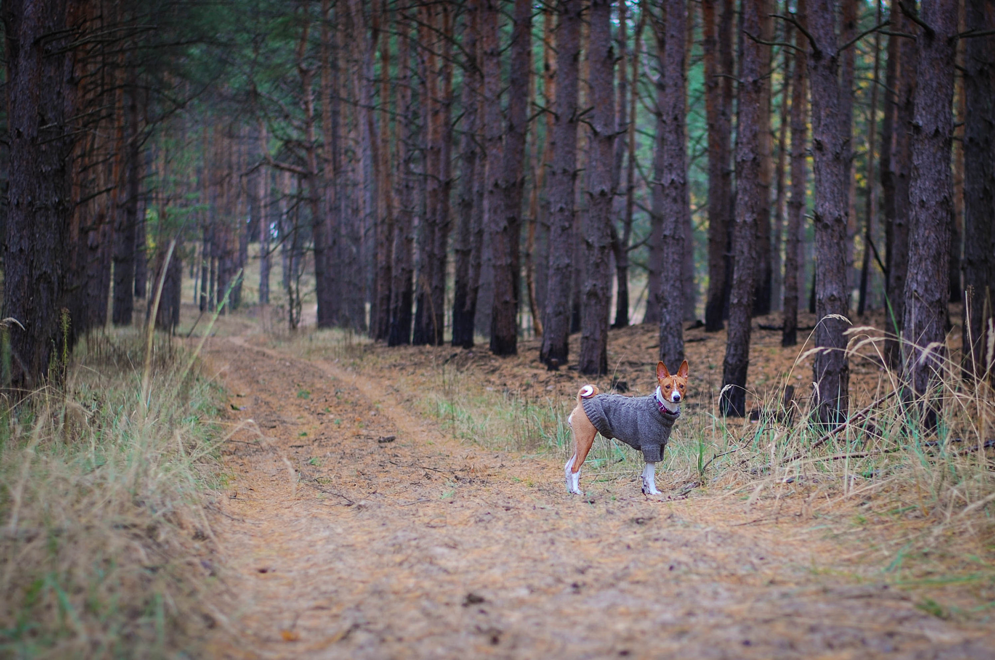 Nikon D80 + Nikon AF-S Nikkor 50mm F1.8G sample photo. Basenji roo photography