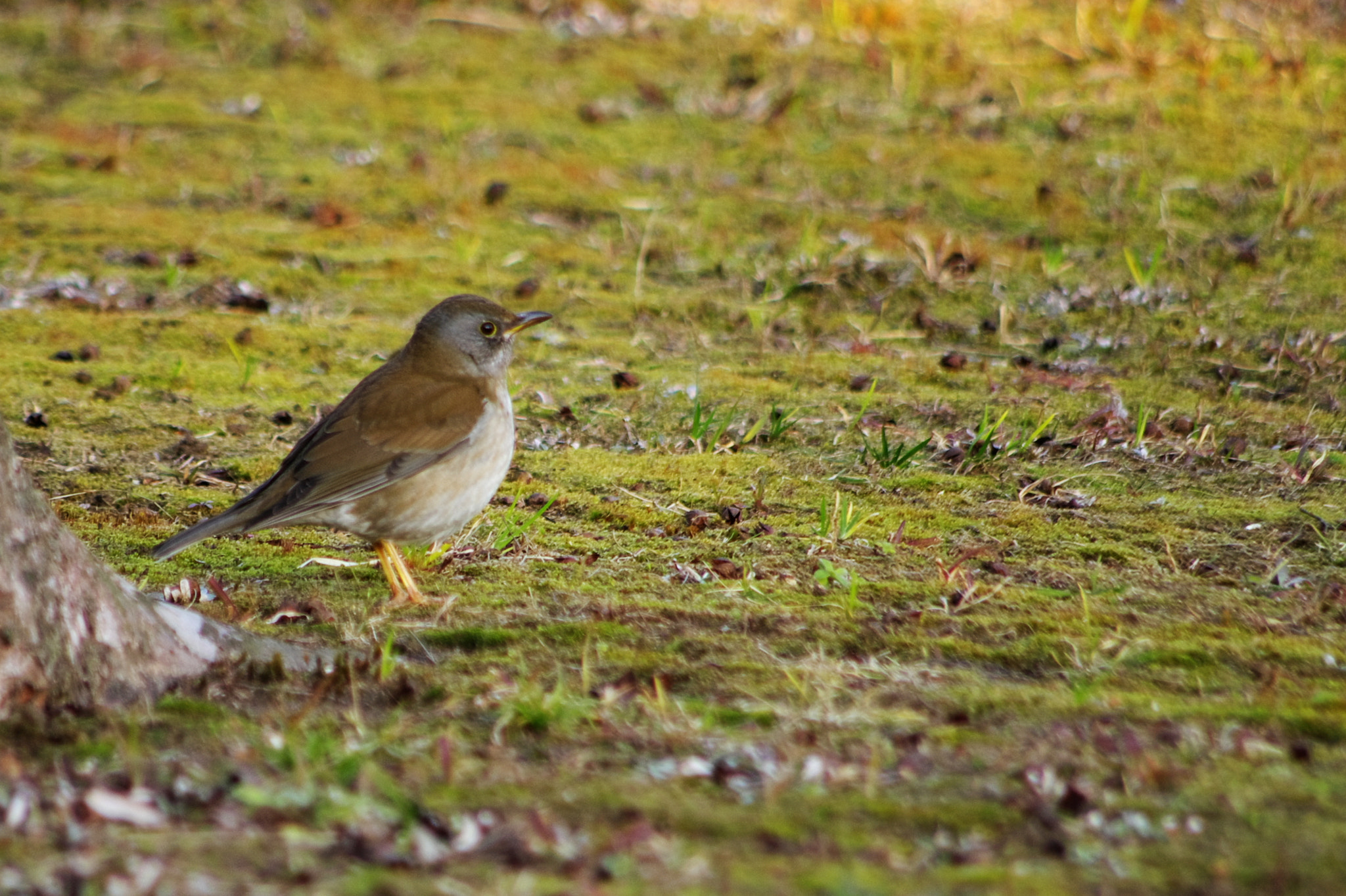 smc PENTAX-DA L 55-300mm F4-5.8 ED sample photo. Turdus pallidus photography