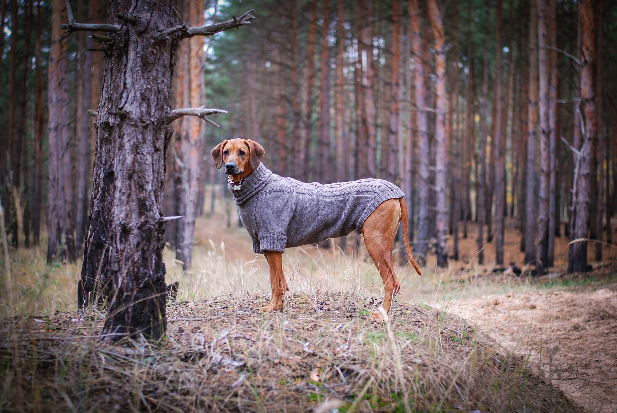 Nikon D80 sample photo. Concordia rhodesian ridgeback photography