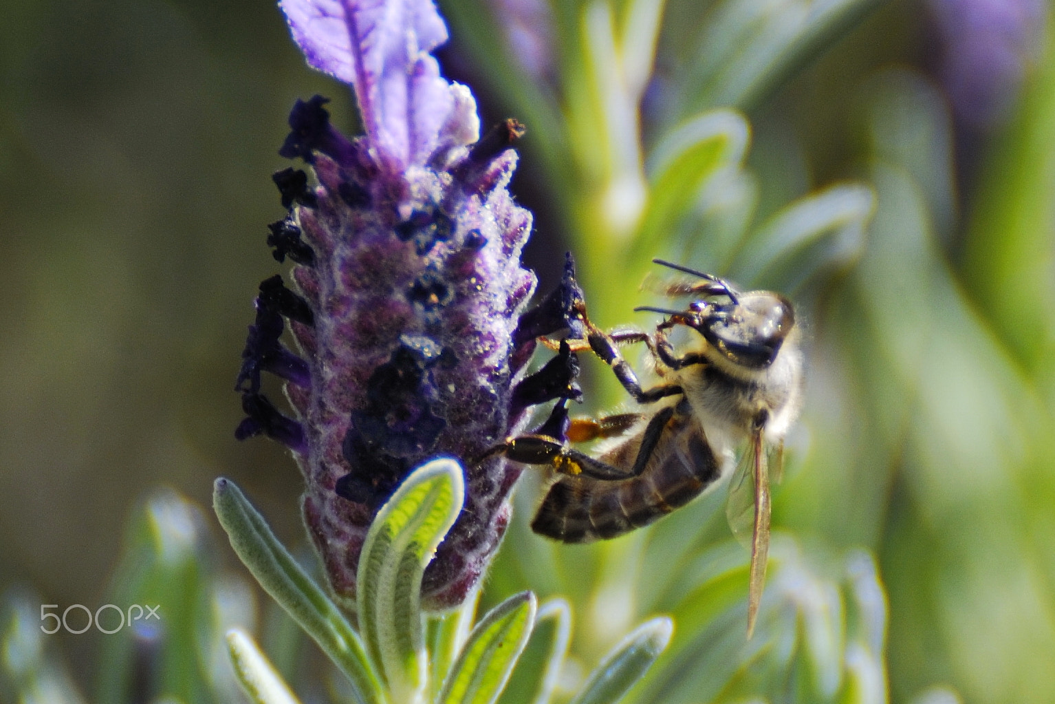 Nikon D80 sample photo. Bee photography