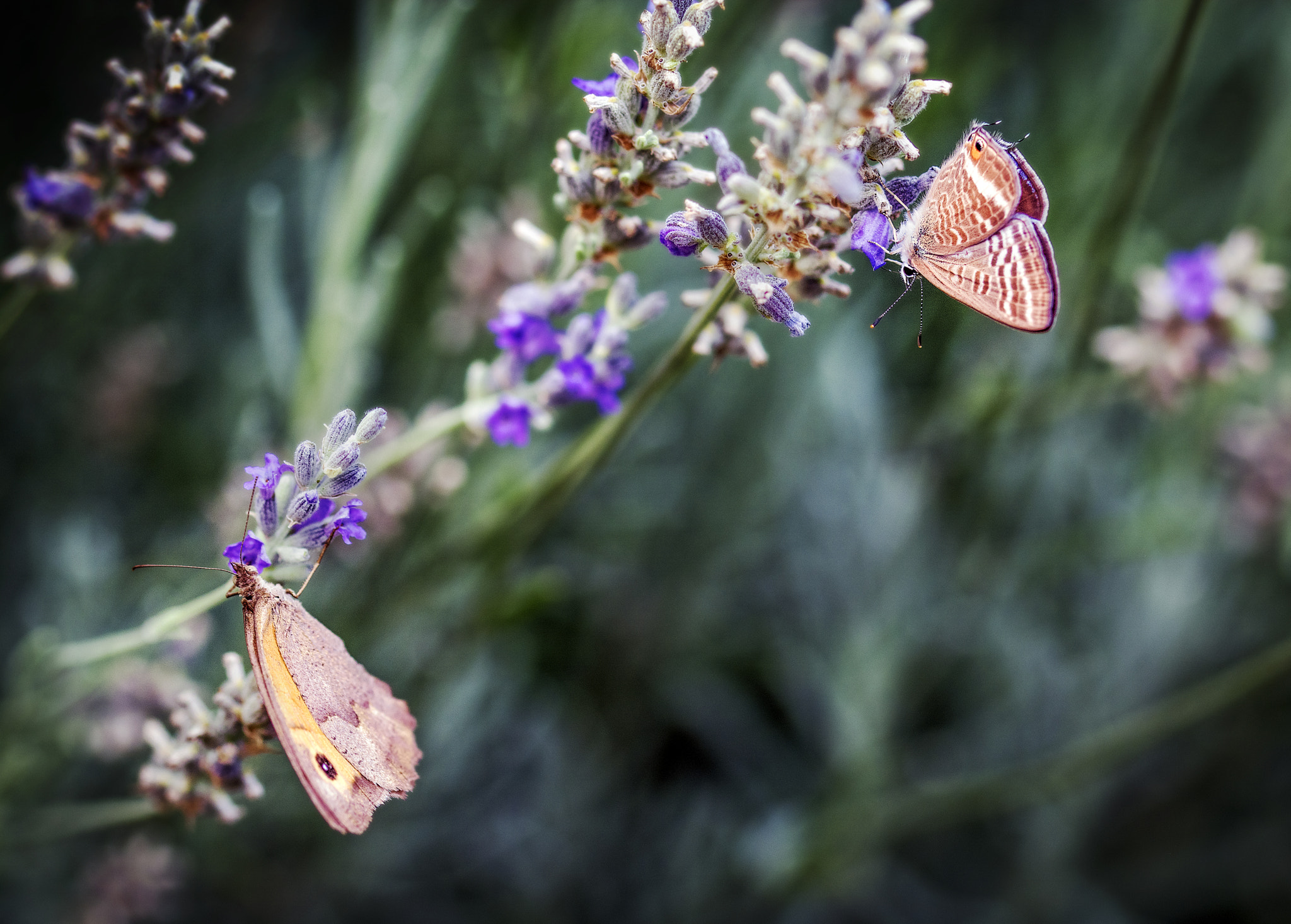 Sigma 105mm F2.8 EX DG OS HSM sample photo. Two butterflies ii photography