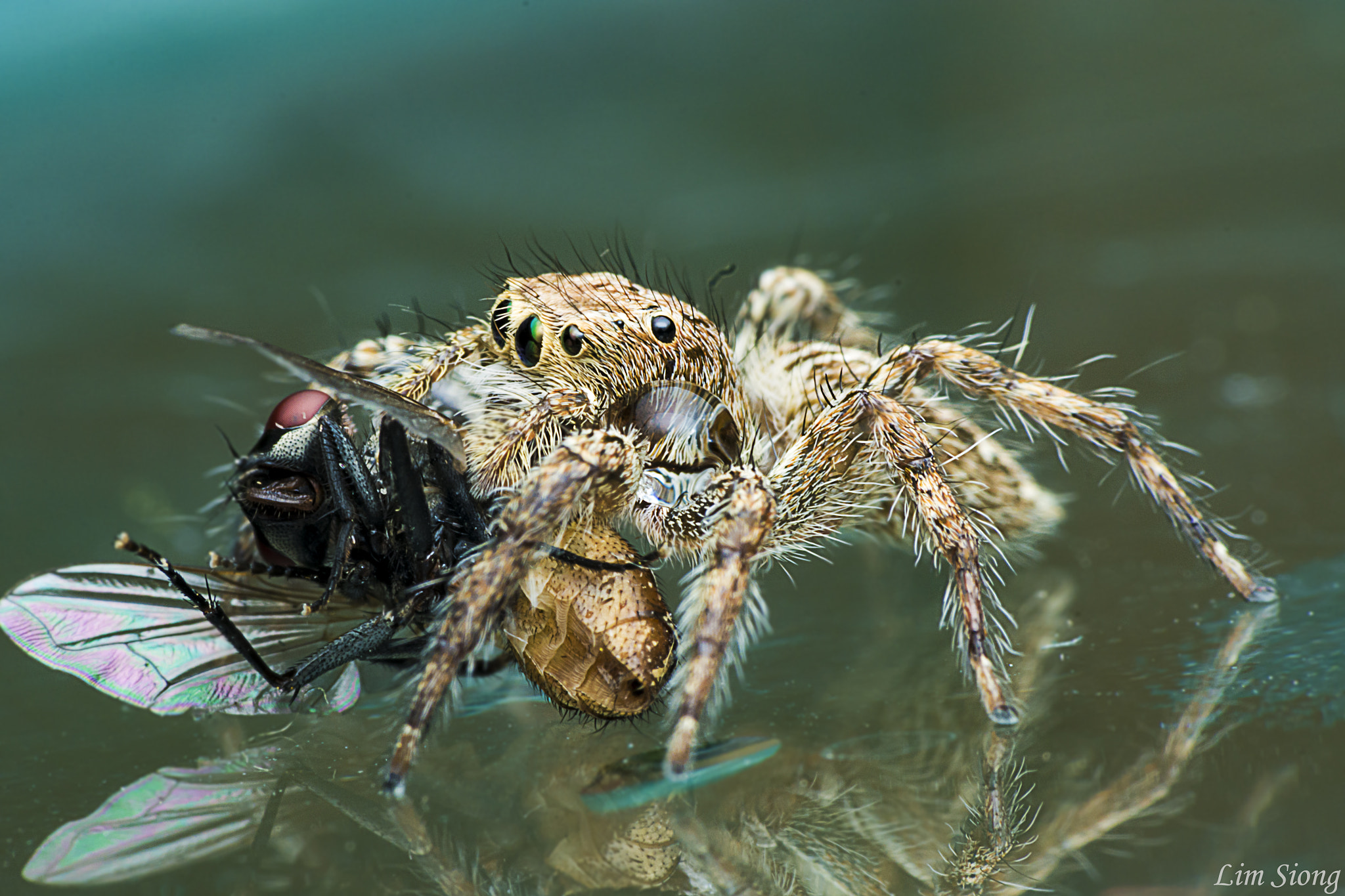 Sigma 70-300mm F4-5.6 APO DG Macro sample photo. Jumping spider with prey photography