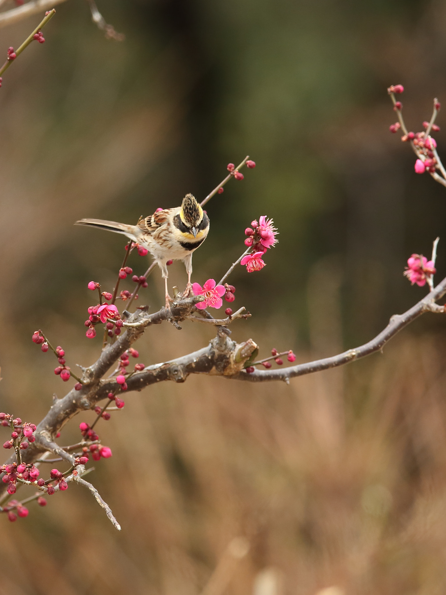 Canon EOS-1D X + Canon EF 400mm F2.8L IS II USM sample photo. ミヤマホオジロ yellow-throated bunting photography