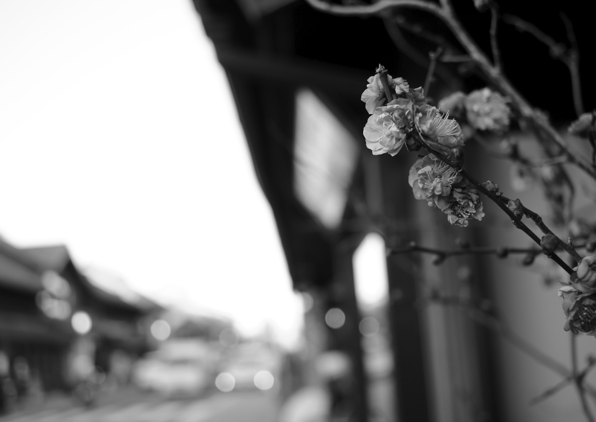 Canon EOS 100D (EOS Rebel SL1 / EOS Kiss X7) sample photo. Sign of spring photography
