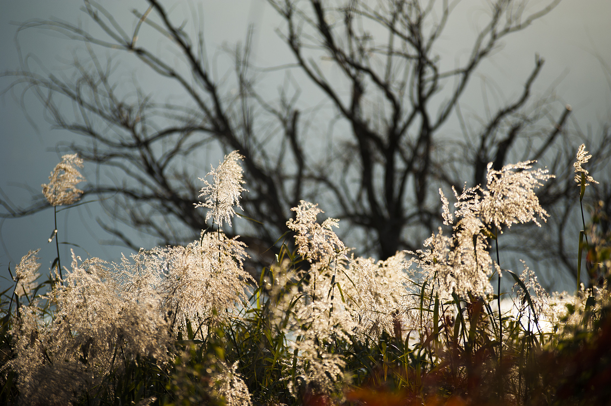 Nikon D700 sample photo. Bulrush photography