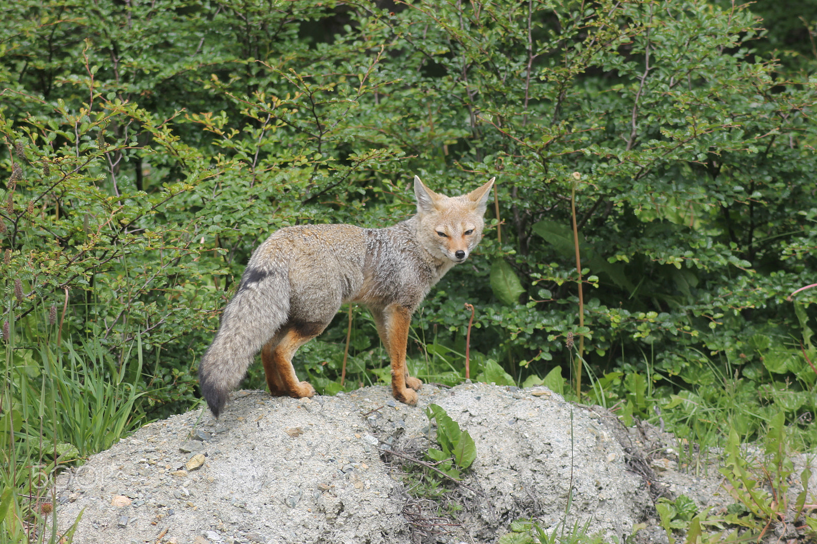 Canon EOS 1100D (EOS Rebel T3 / EOS Kiss X50) sample photo. South american gray fox (lycalopex griseus) photography