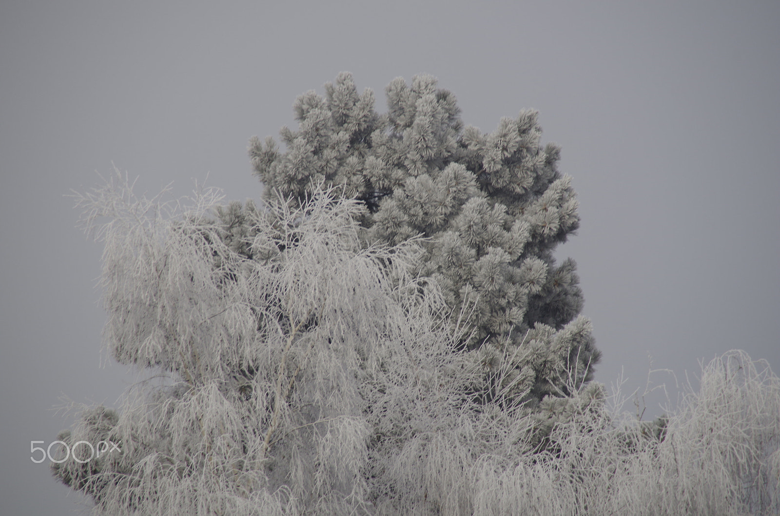 Tamron AF 18-200mm F3.5-6.3 XR Di II LD Aspherical (IF) Macro sample photo. Frost, 2017 wien photography