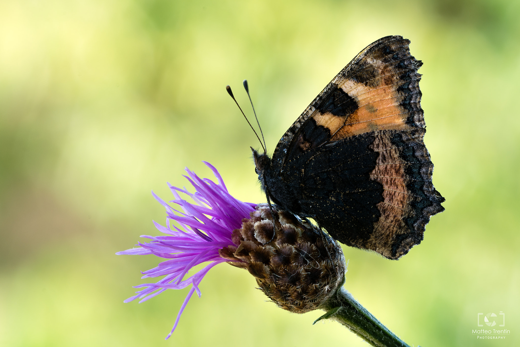 Nikon D7100 sample photo. Orange butterfly photography