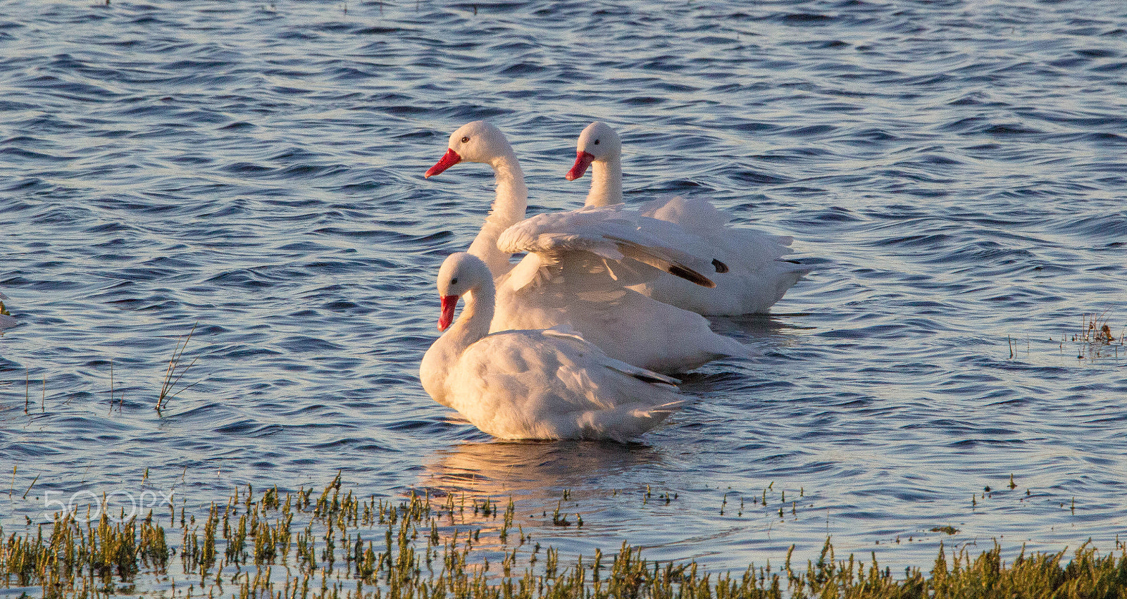 Tamron SP 150-600mm F5-6.3 Di VC USD sample photo. Swans photography