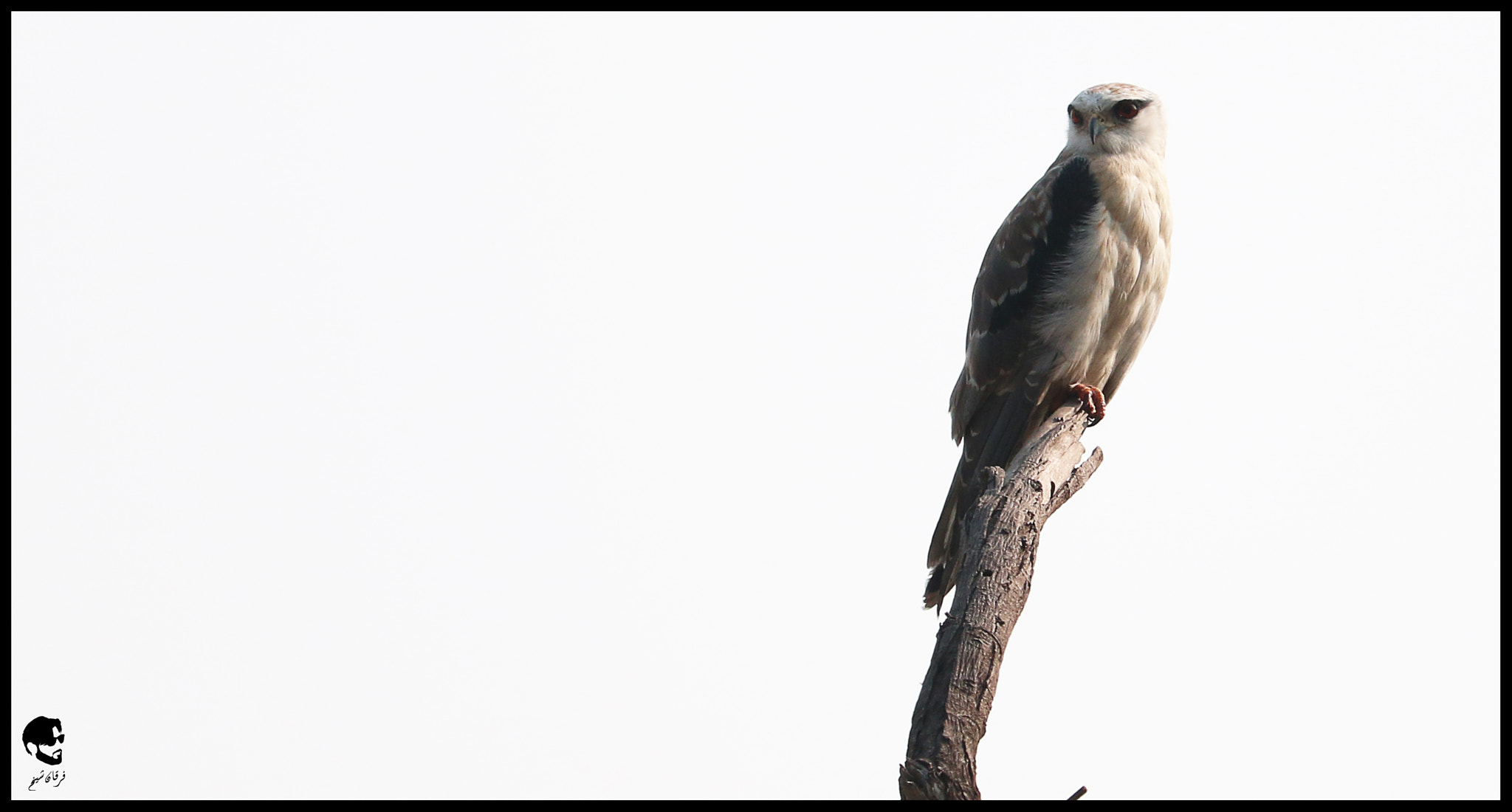 Canon EF-S 55-250mm F4-5.6 IS STM sample photo. Black shouldered kite photography