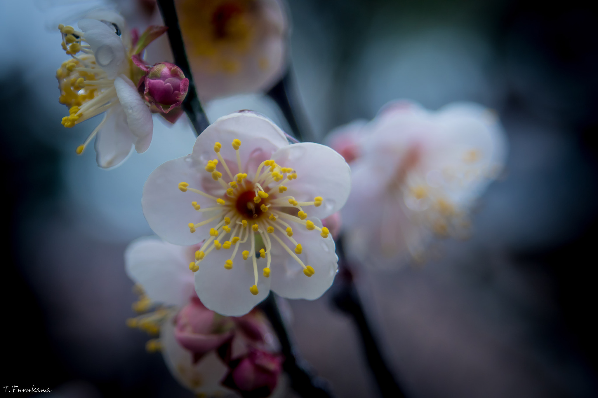smc PENTAX-F 35-80mm F4-5.6 sample photo. Plum blossom photography