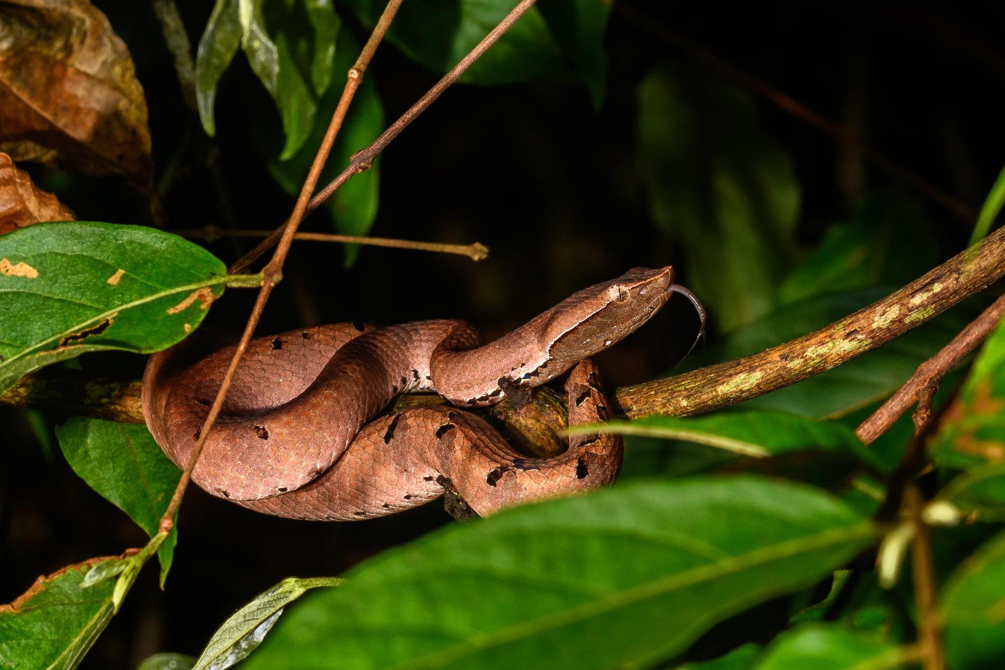 Sigma 105mm F2.8 EX DG OS HSM sample photo. Hump-nosed viper photography