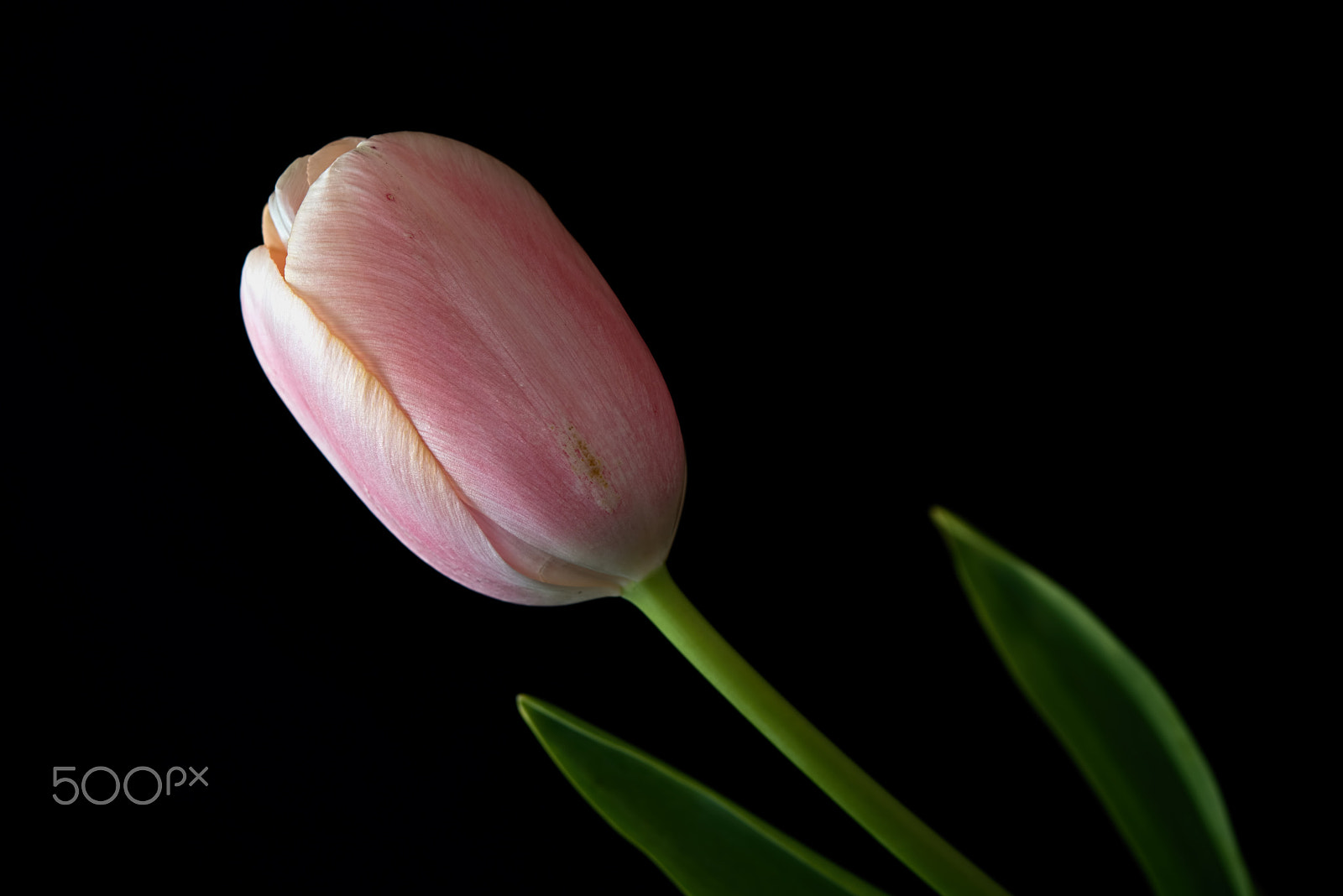 Nikon AF-S Micro-Nikkor 60mm F2.8G ED sample photo. French tulip 0420 photography
