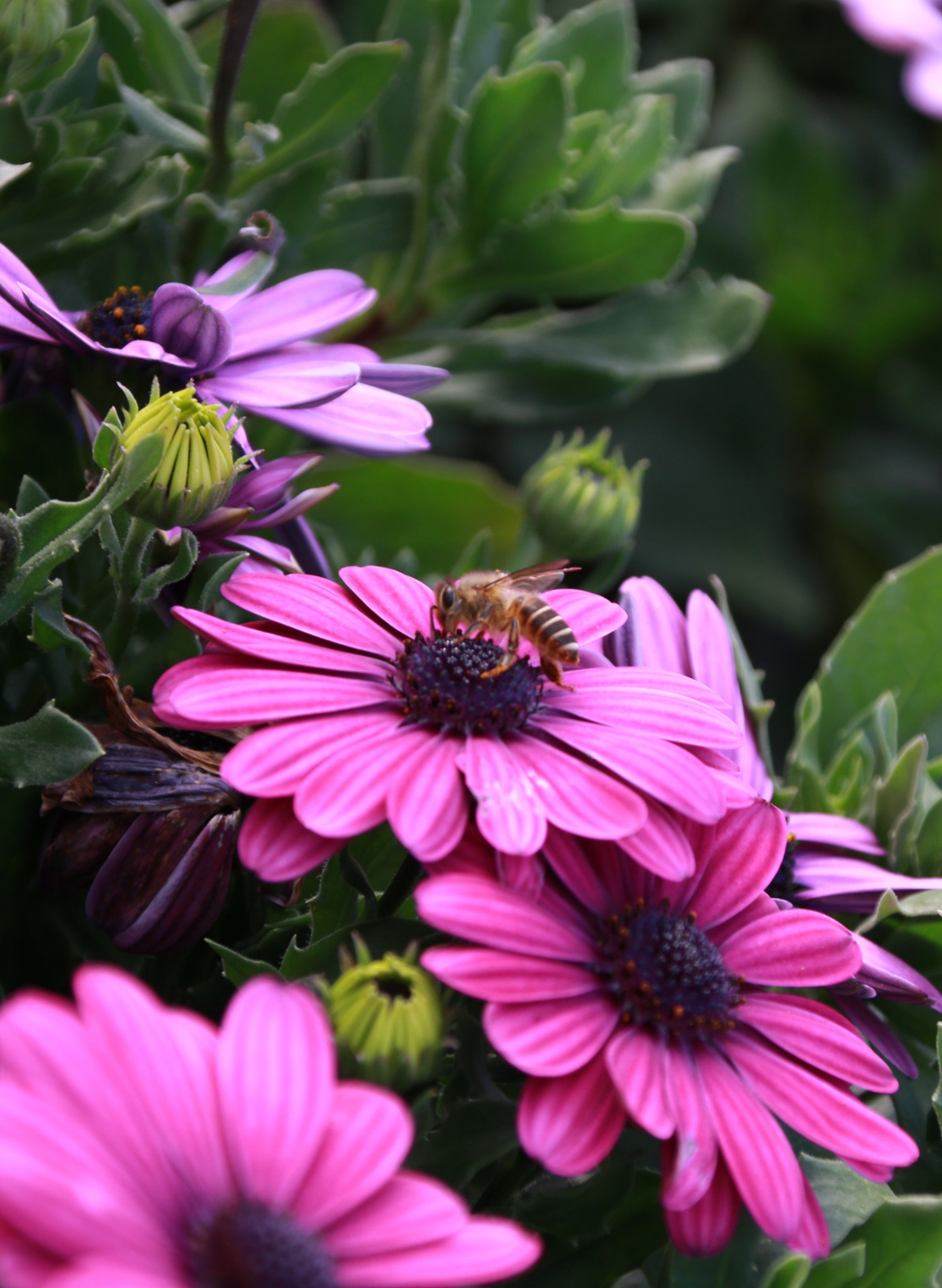 Canon EOS 70D + Canon TS-E 90mm F2.8 Tilt-Shift sample photo