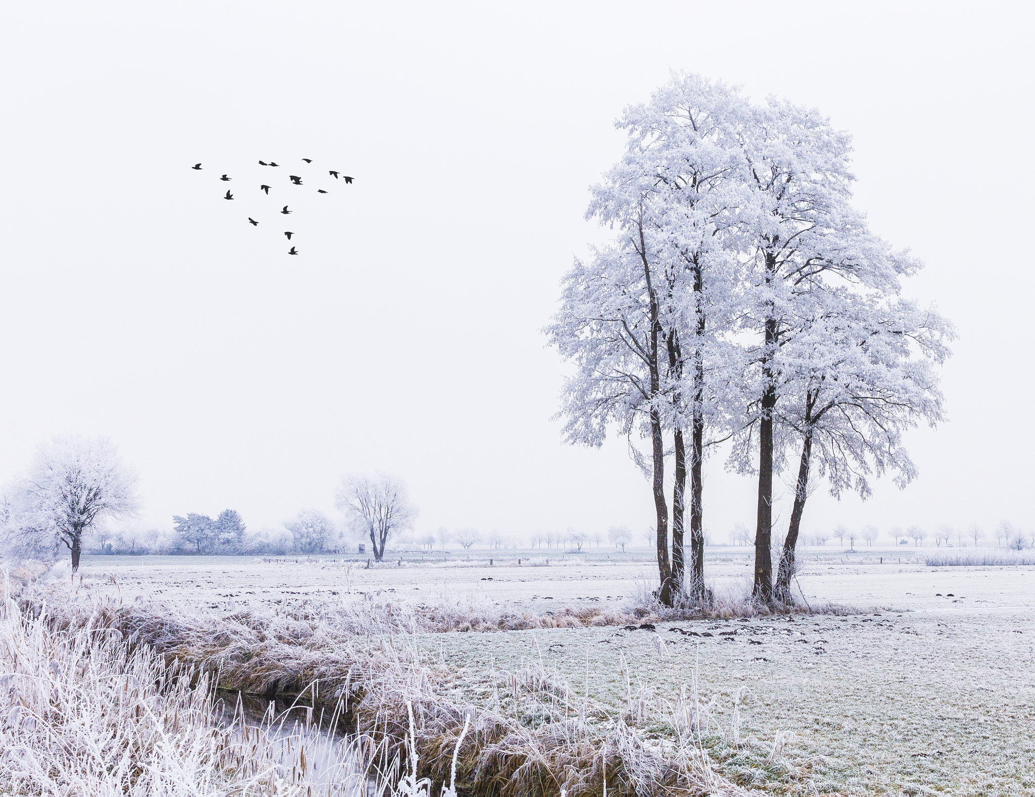 Canon EF 24-70mm F4L IS USM sample photo. Silent winter landscape photography
