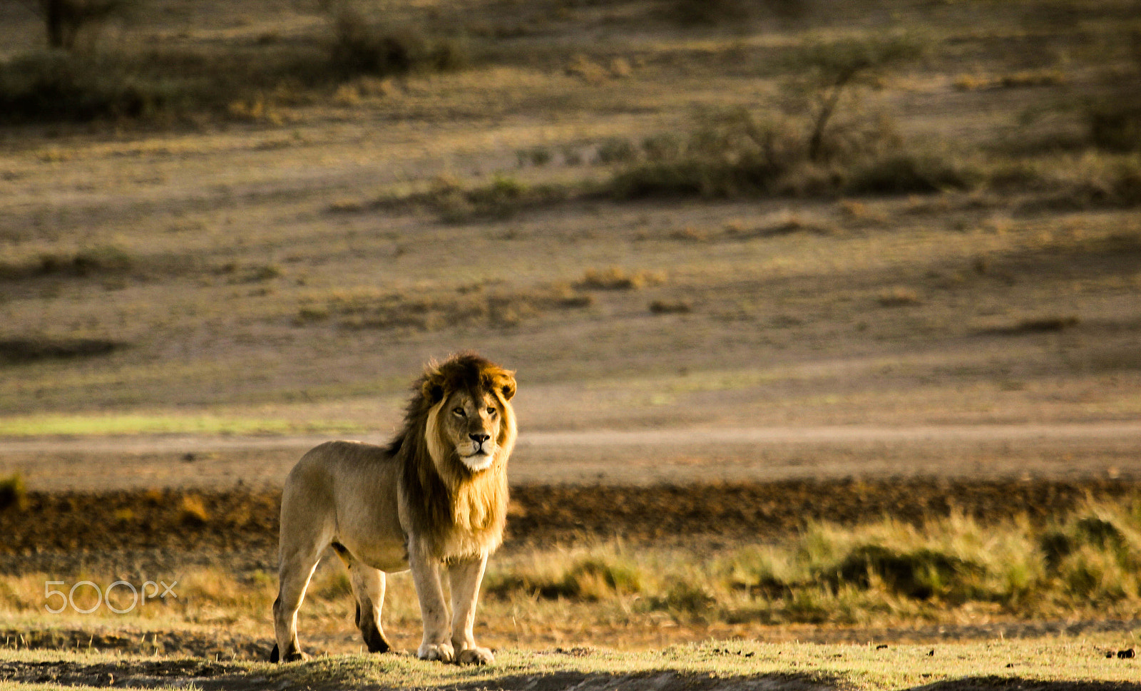 Canon EF 100-400mm F4.5-5.6L IS USM sample photo. African lion photography