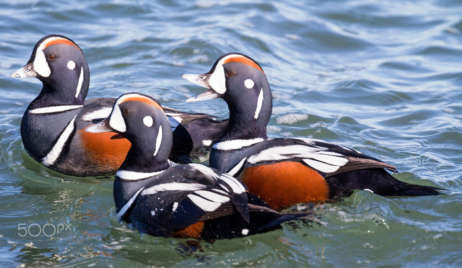 Canon EOS 60D + Canon EF 100-400mm F4.5-5.6L IS II USM sample photo. Male harlequin ducks photography