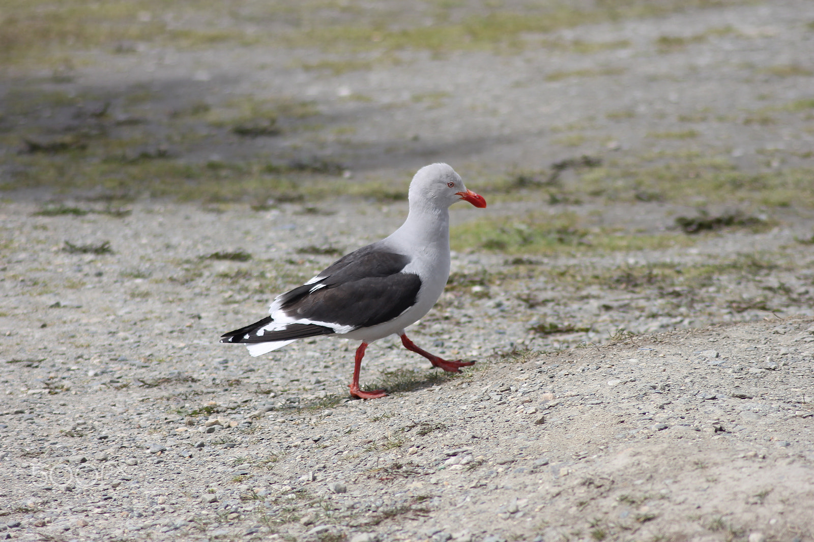 Canon EOS 1100D (EOS Rebel T3 / EOS Kiss X50) sample photo. Kelp gull (larus dominicanus) in patagonia photography