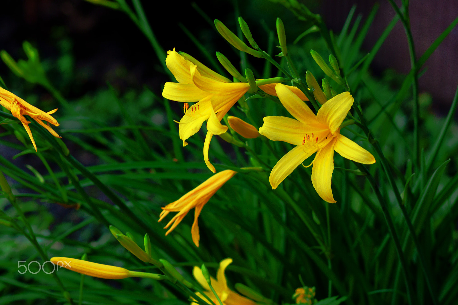 Canon EOS 500D (EOS Rebel T1i / EOS Kiss X3) sample photo. Day-lilysummer flower daylily photography