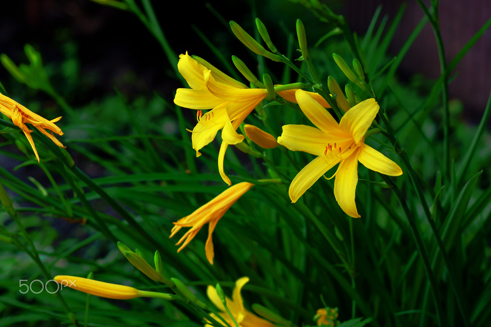 Canon EOS 500D (EOS Rebel T1i / EOS Kiss X3) + Canon EF 85mm F1.8 USM sample photo. Day-lilysummer flower daylily photography