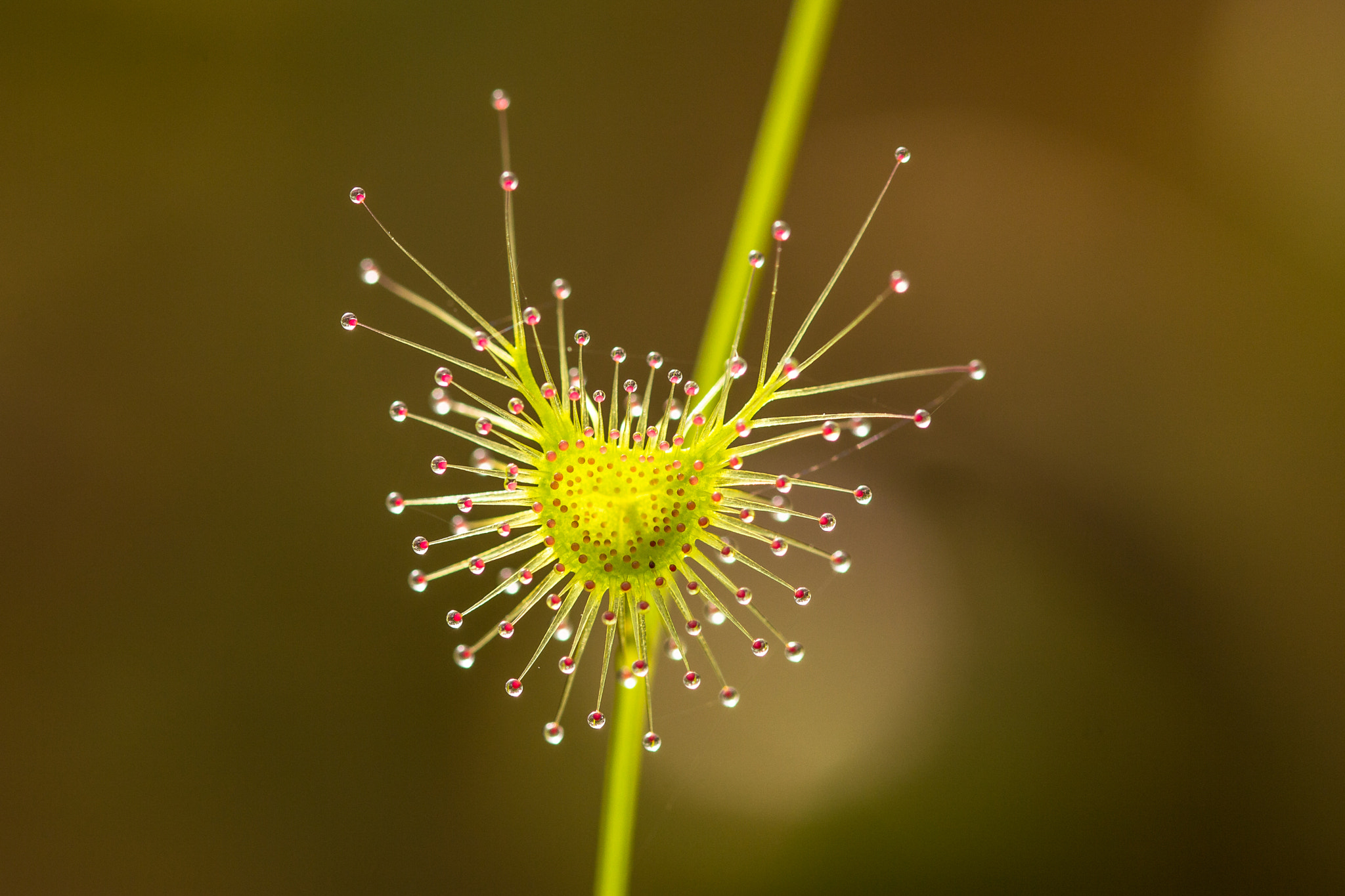 Sigma 105mm F2.8 EX DG OS HSM sample photo. Drosera peltata photography