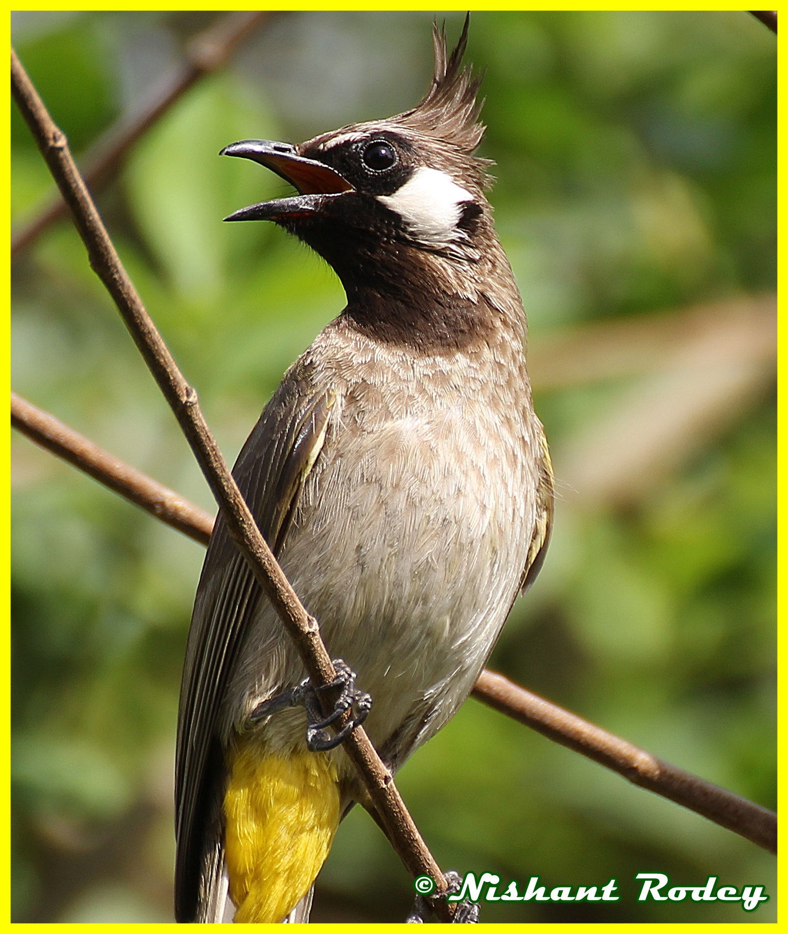 Tamron SP 35mm F1.8 Di VC USD sample photo. Himalayan bulbul.... photography