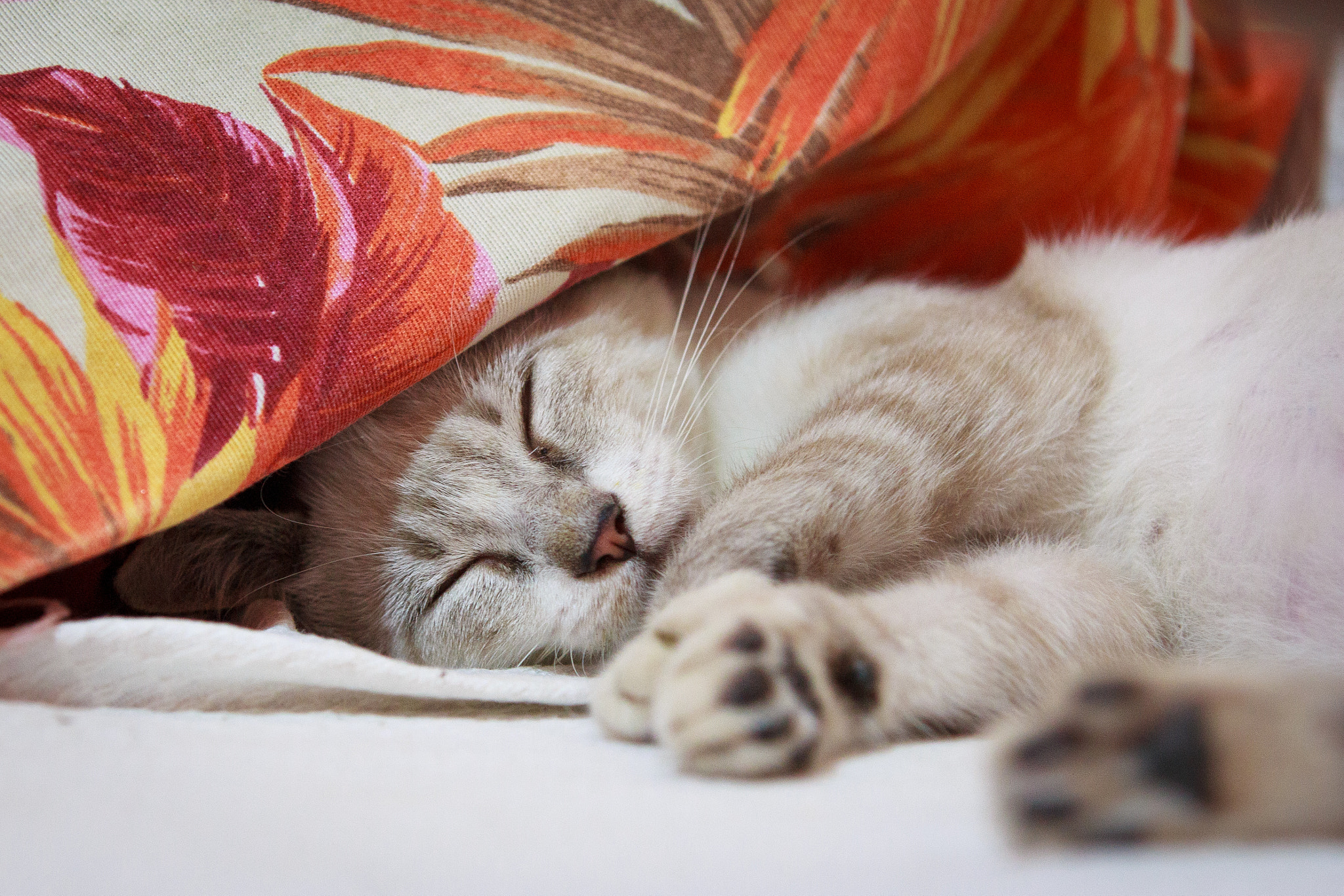 Canon EF 70-200mm F2.8L IS II USM sample photo. Sleepyhead photography